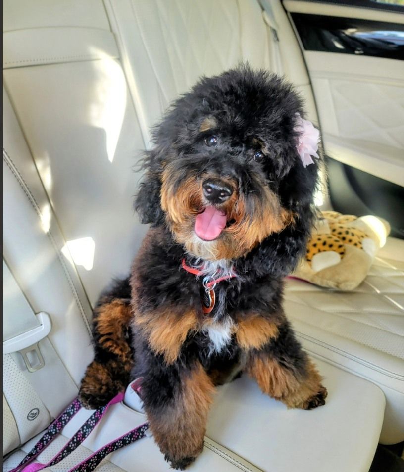standard tricolor poodle