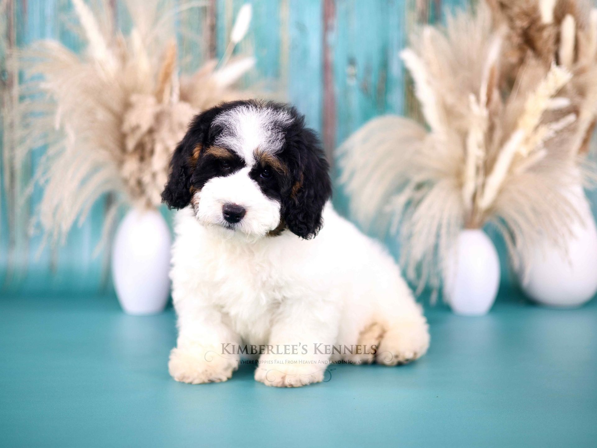 three week old mini bernedoodle puppy sitting in front of fake plants