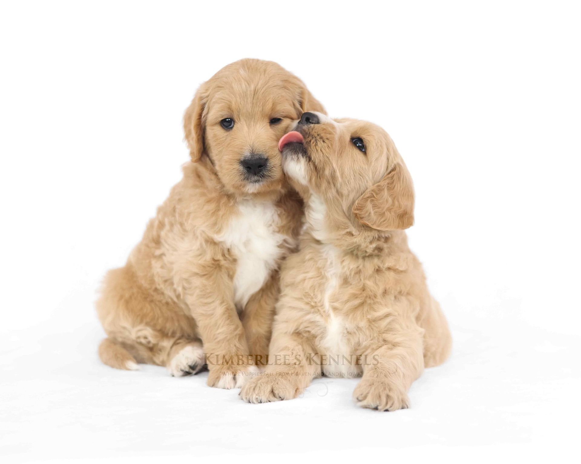 two five week old englishdoodle puppies giving kisses