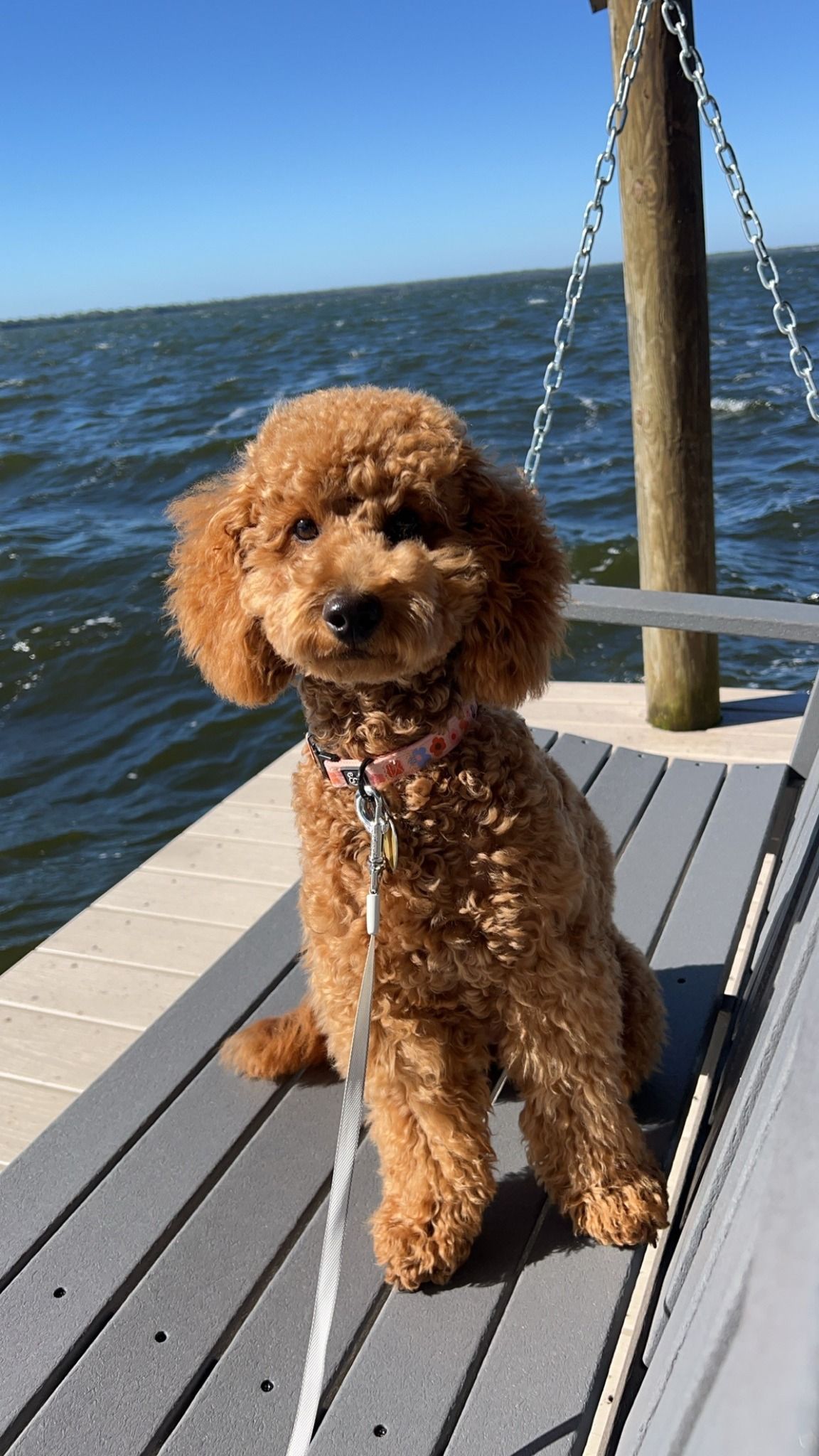 Adult goldendoodle puppy relaxing by the water