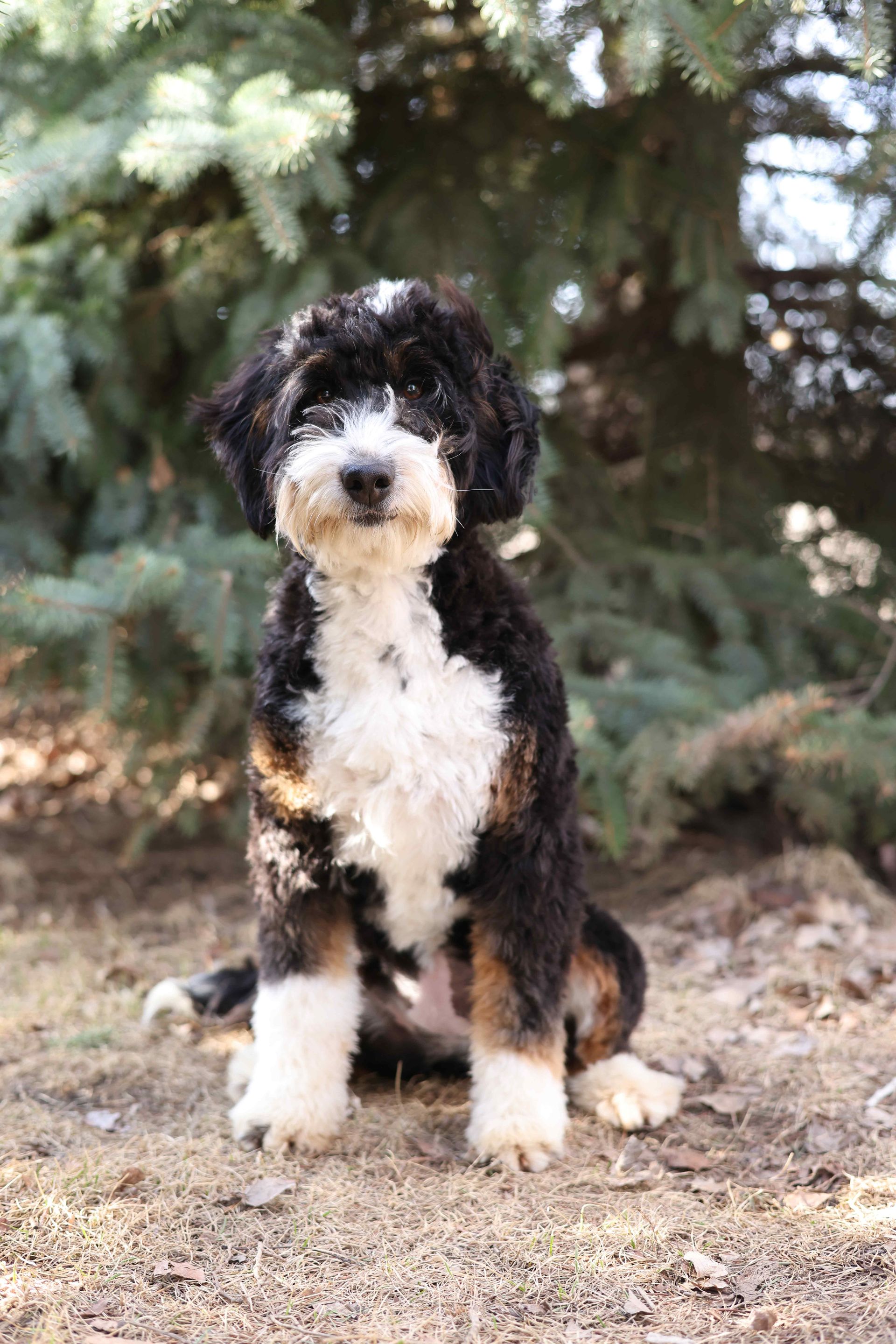 full grown miniature F1 bernedoodle