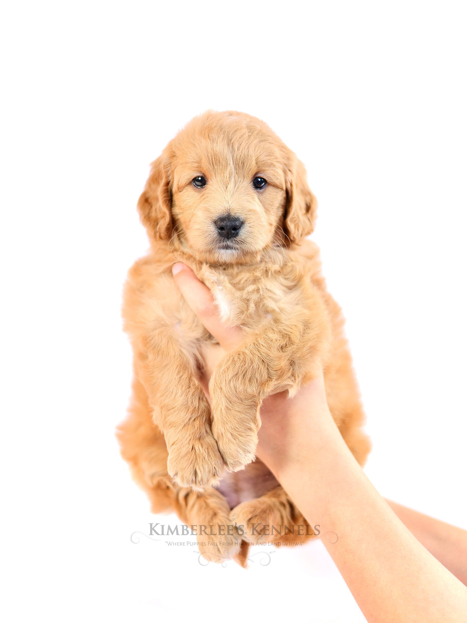 miniature F1 englishdoodle puppy being held