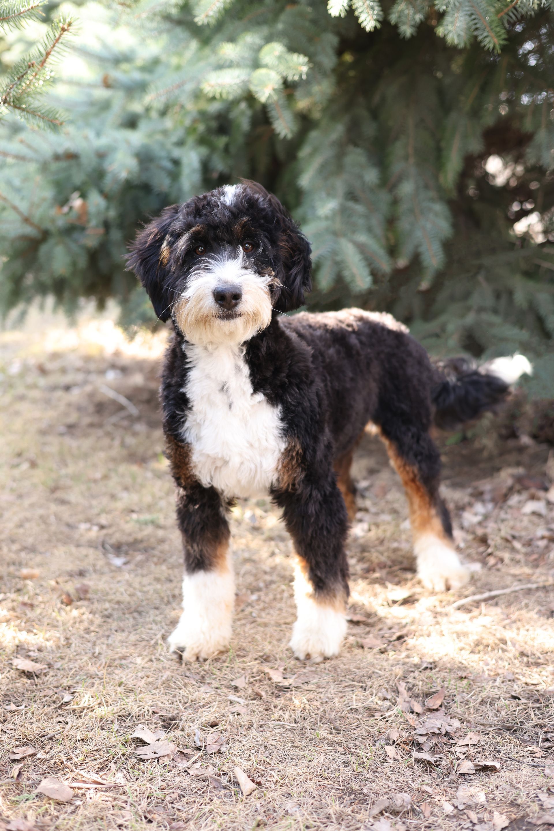 full grown miniature F1 bernedoodle 