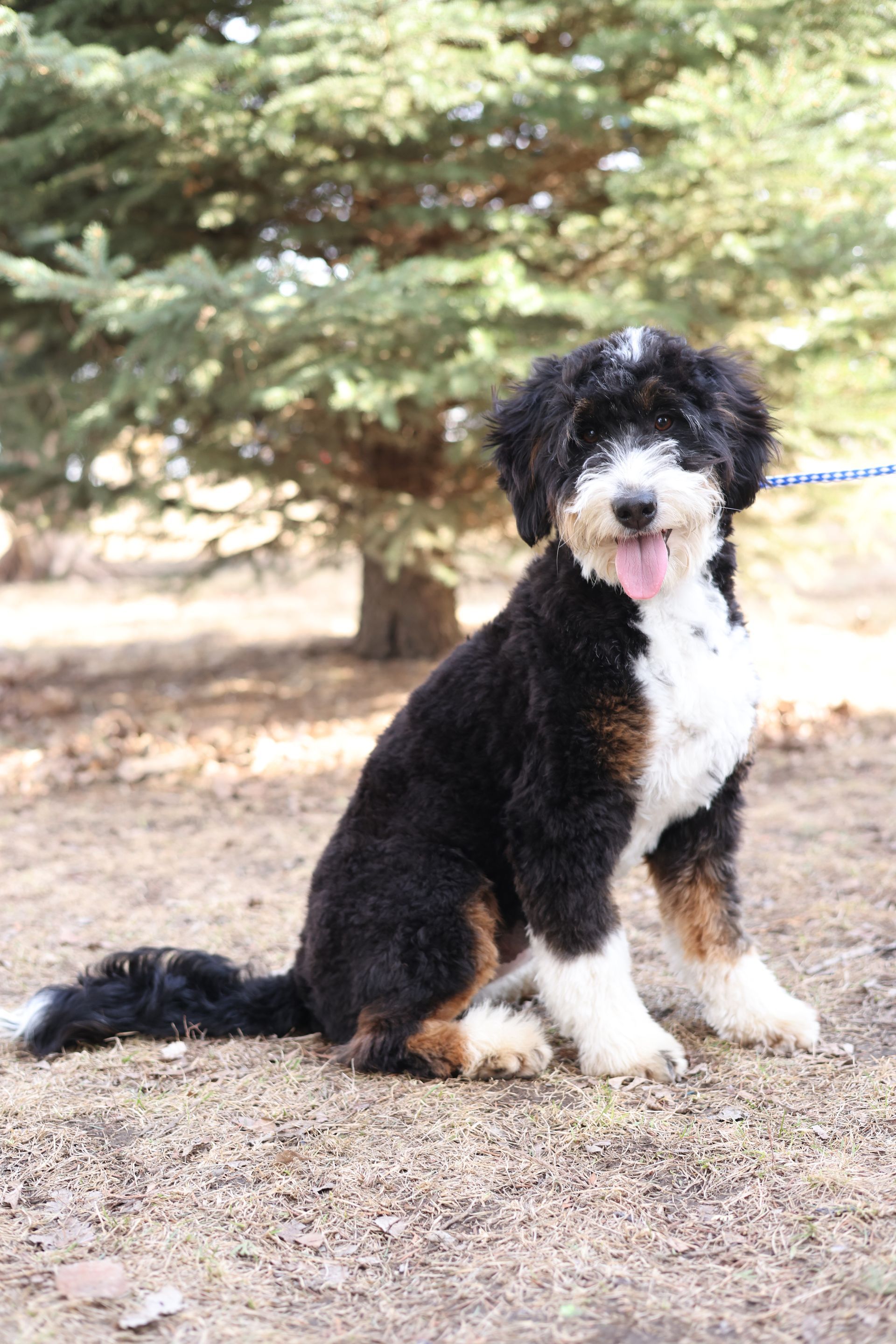 full grown miniature F1 bernedoodle 