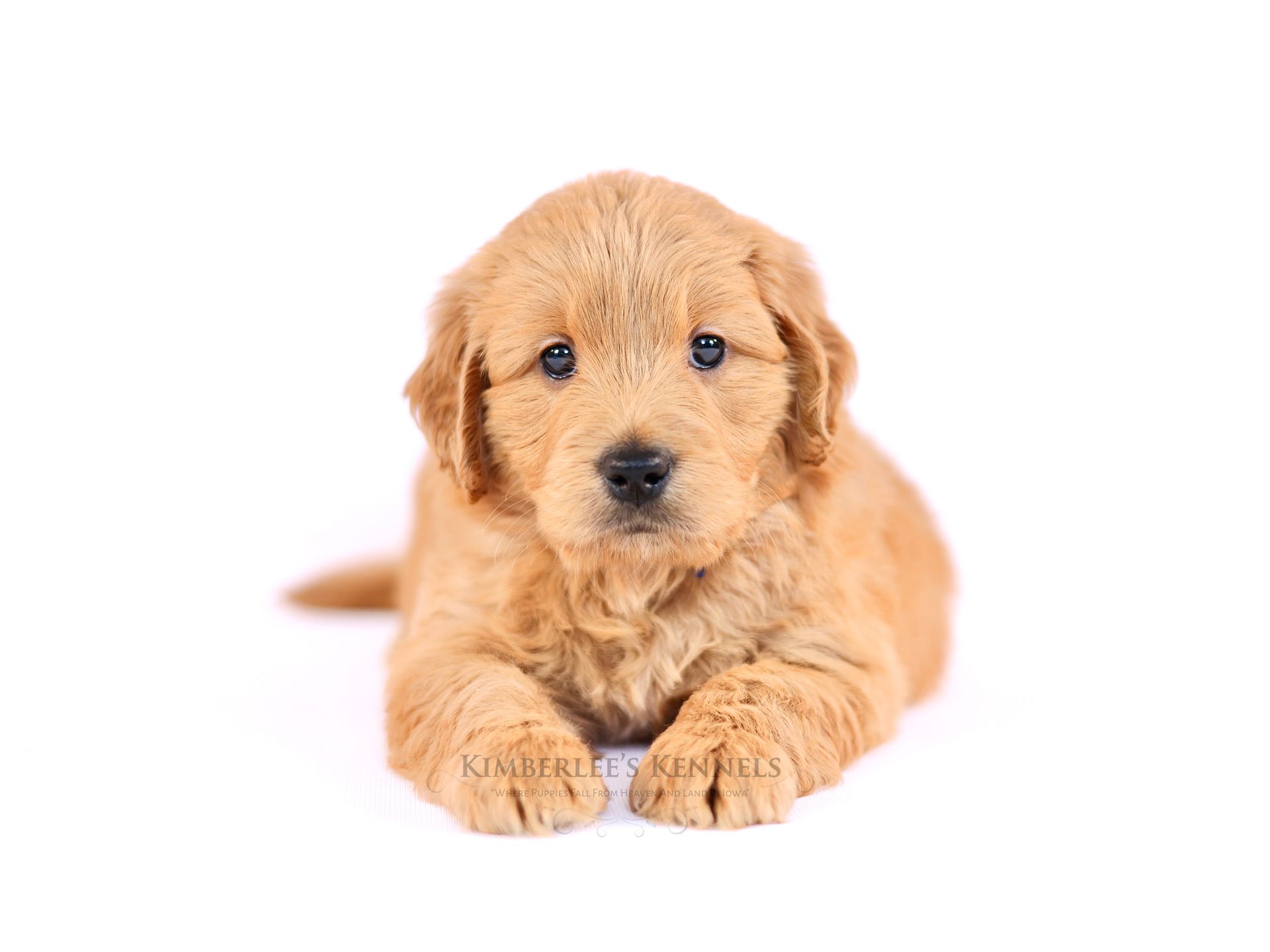 mini englishdoodle puppy laying down with white background