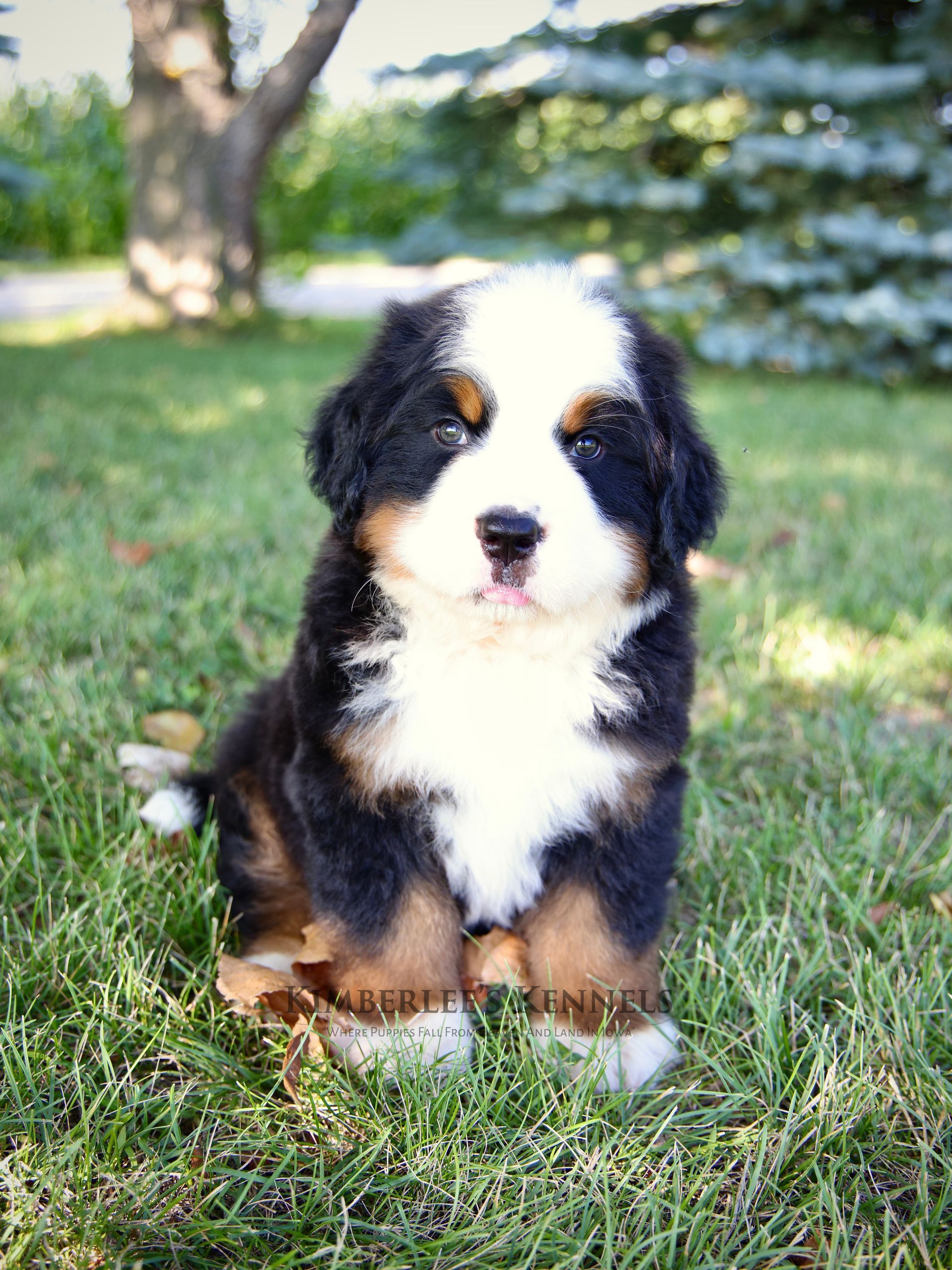 Adorable standard F1 tri-colored bernedoodle puppy portrait 