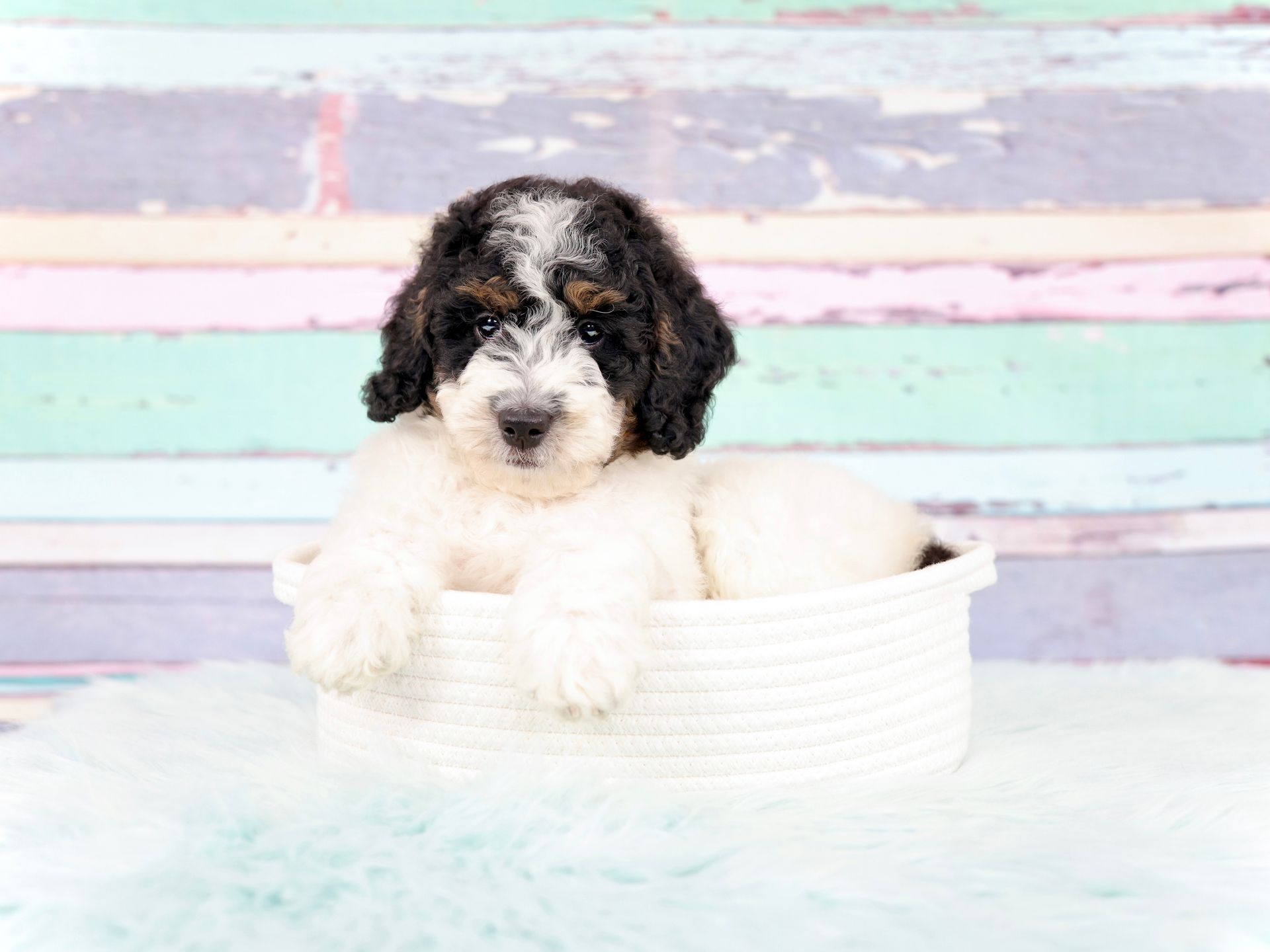 five week old mini F1b bernedoodle sitting in a white basket