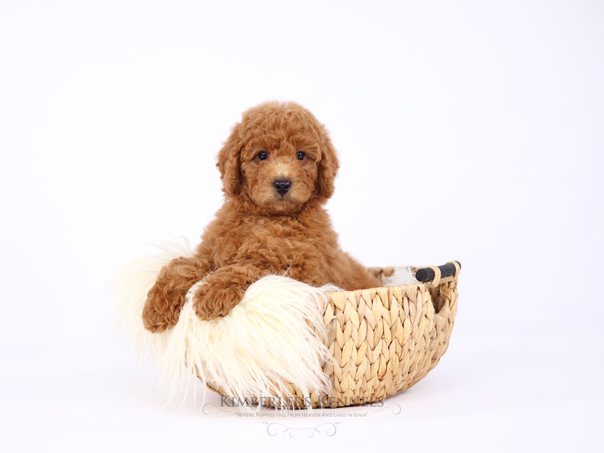 five week old goldendoodle puppy sitting in a woven basket with a white fluffy blanket