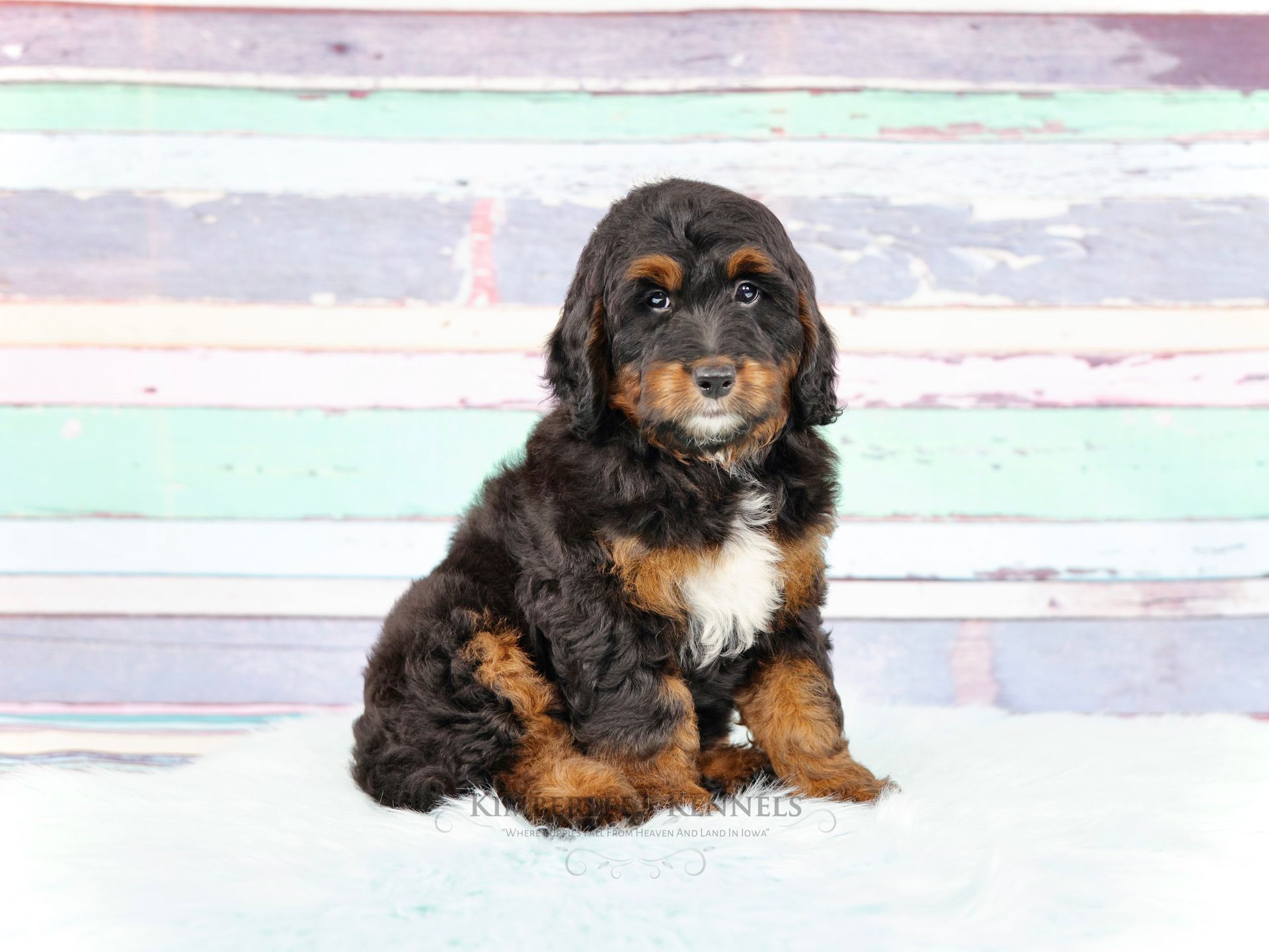 five week old miniature bernedoodle sitting in front of a pastel background