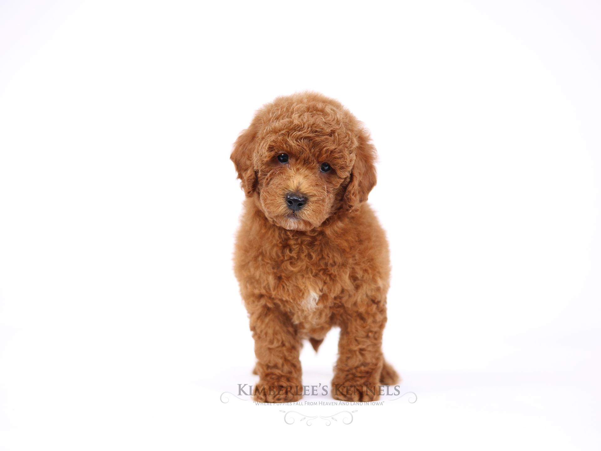 five week old mini goldendoodle puppy standing in front of a white background