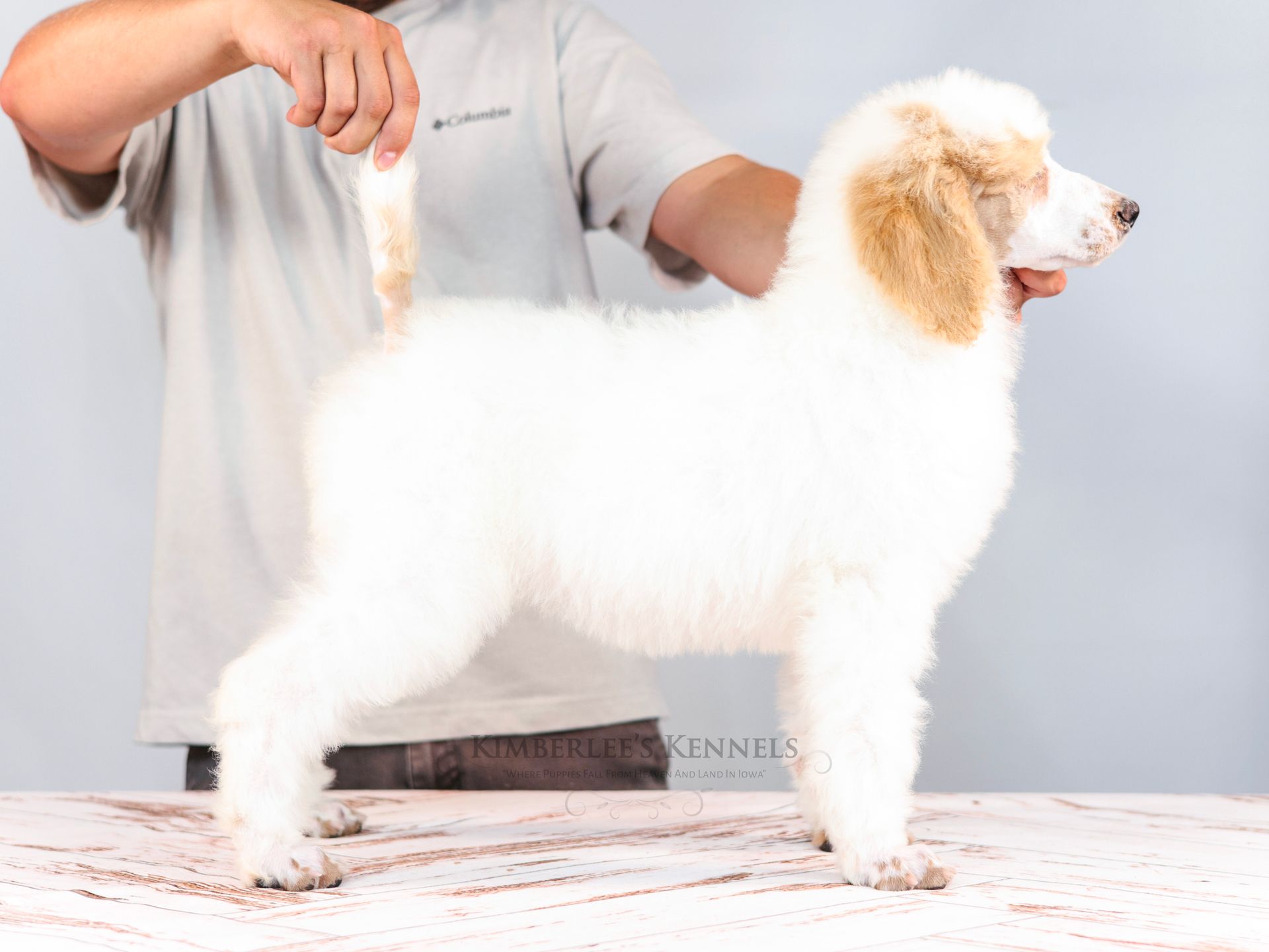 Stacked puppy portrait standard AKC poodle