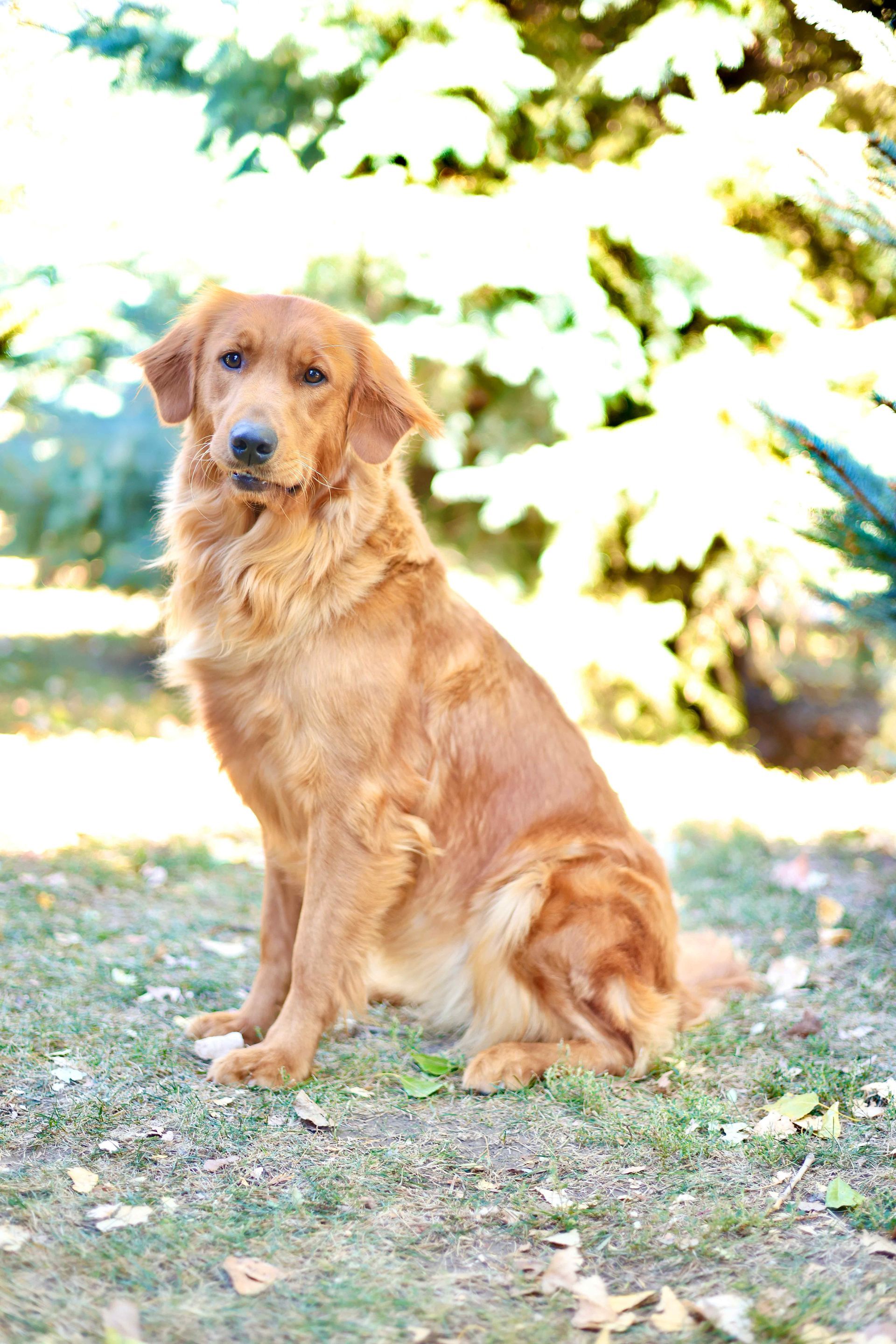 female golden retriever sitting in front of a pine tree