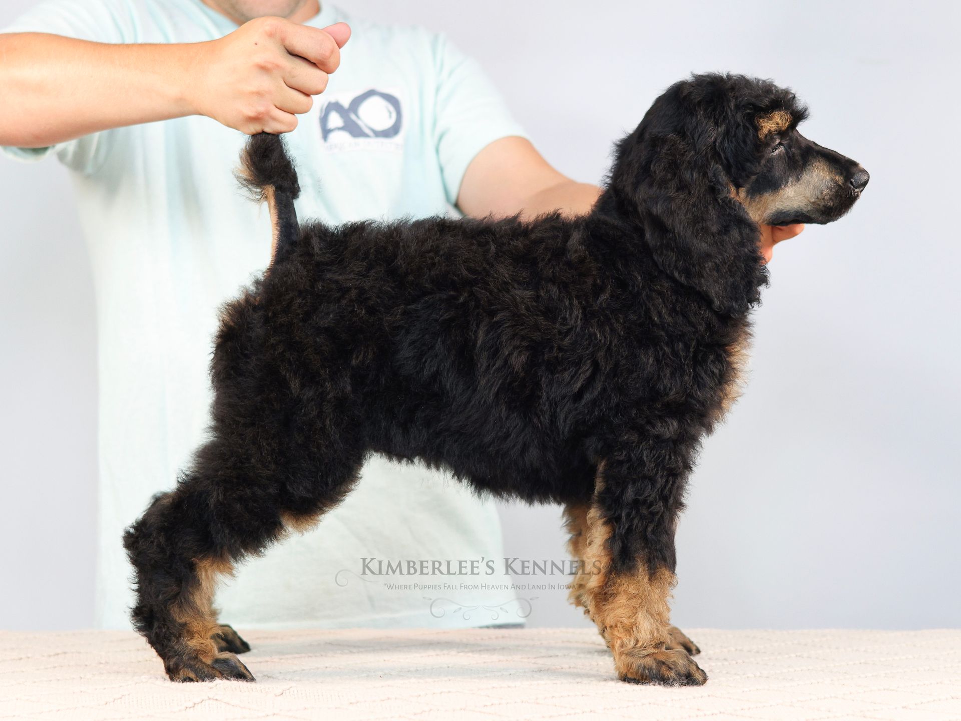 Stacked puppy portrait standard AKC poodle