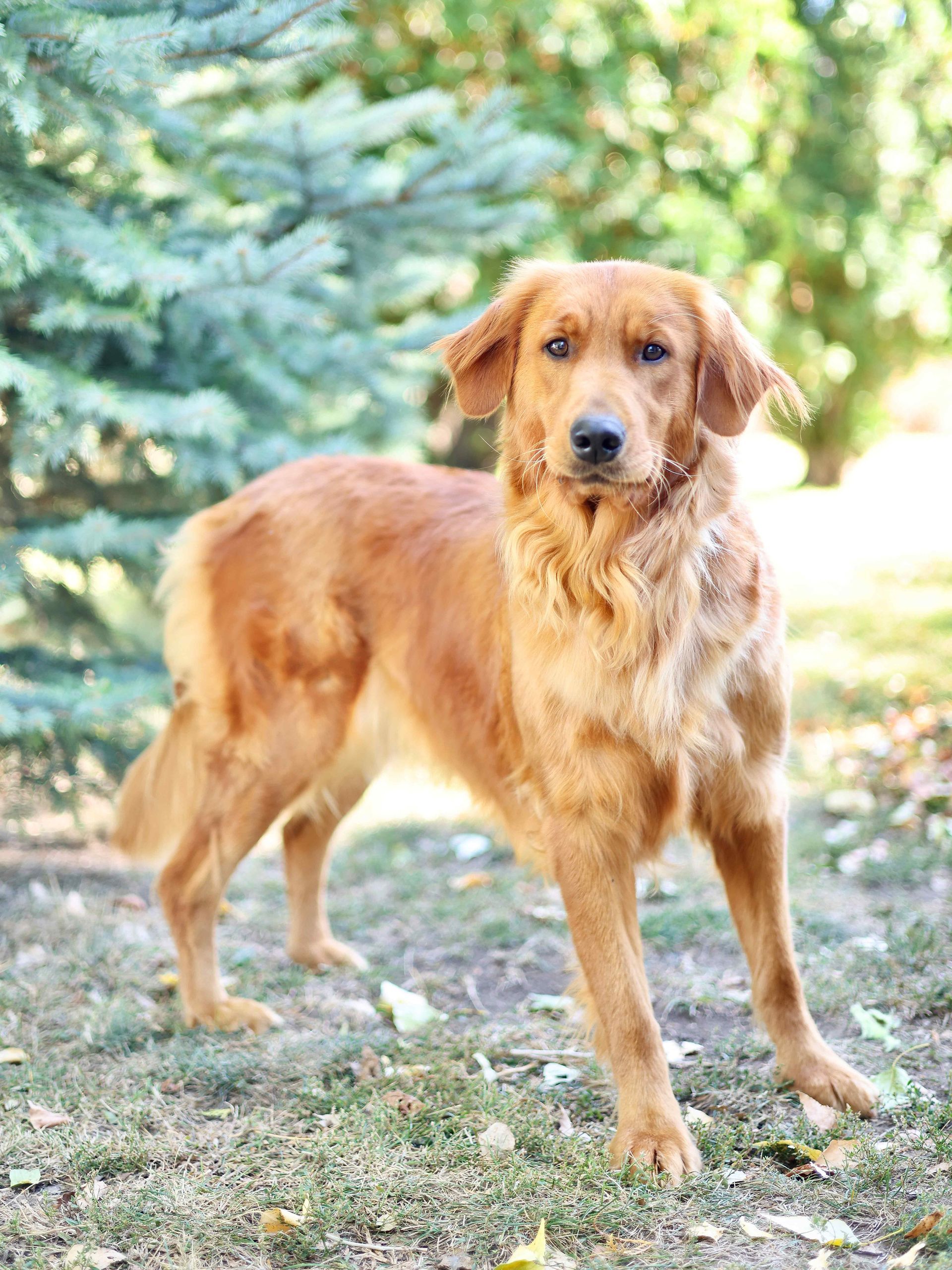 female golden retriever standing in front of a pine tree