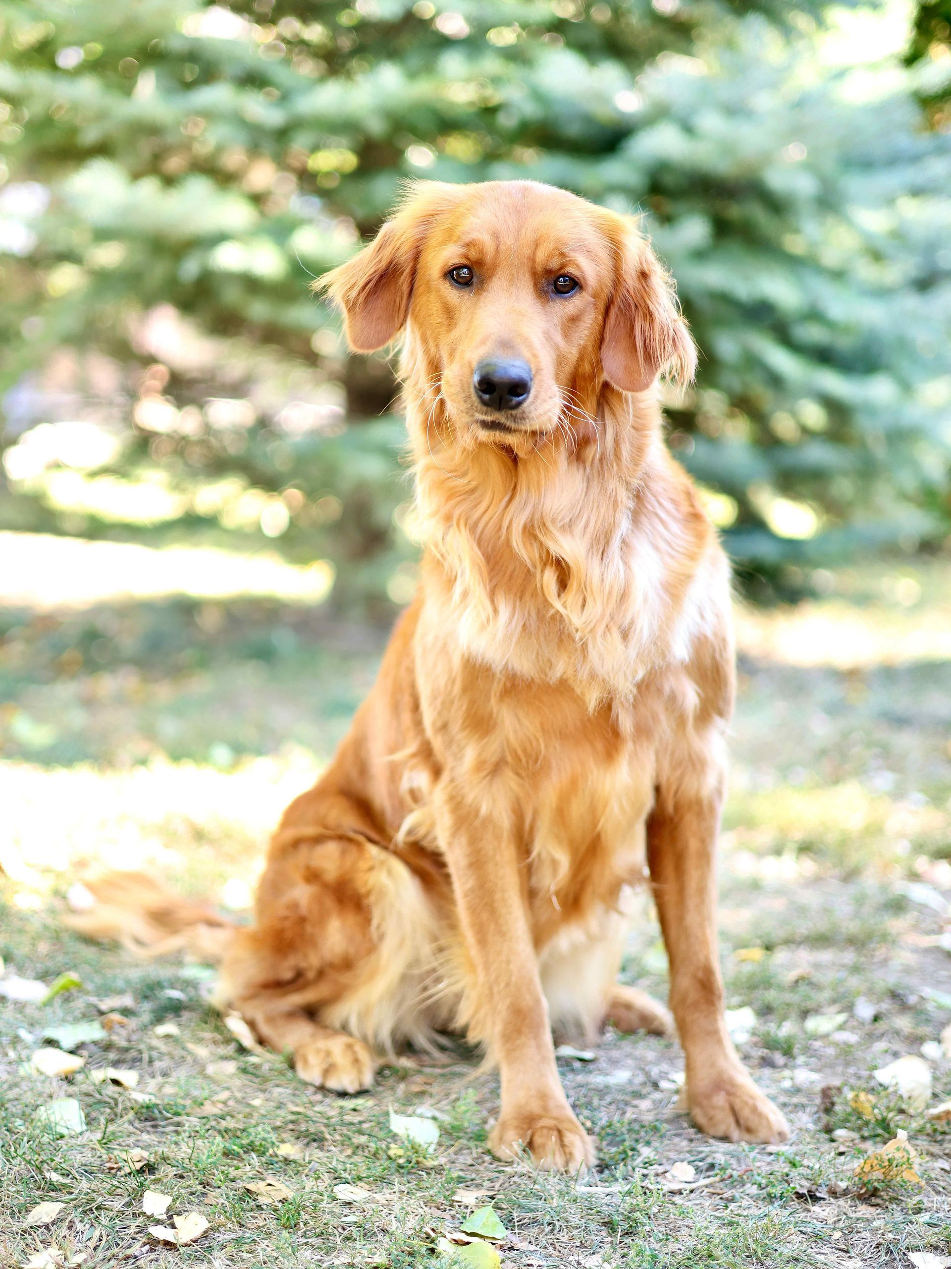 female golden retriever sitting in front of a pine tree