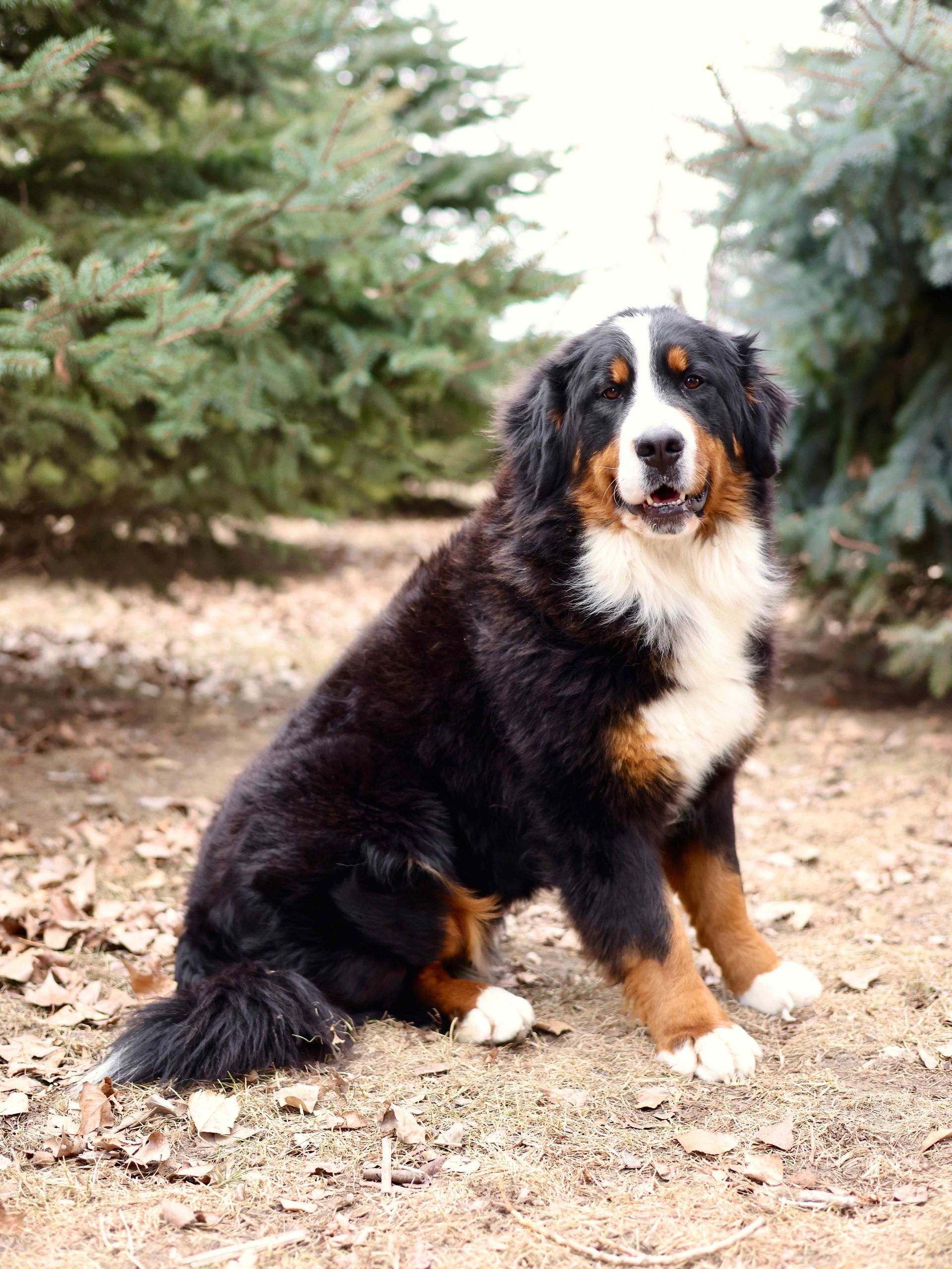 One Bernese Mountain Dog Adult Female Outside in Trees