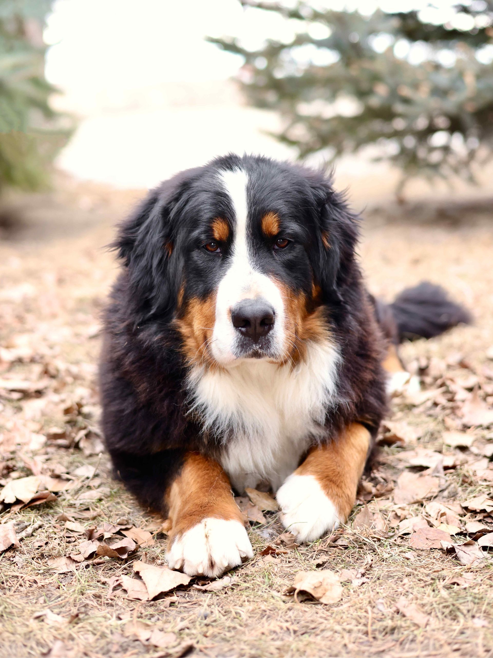 Adult Bernese Mountain Dog laying in the grass