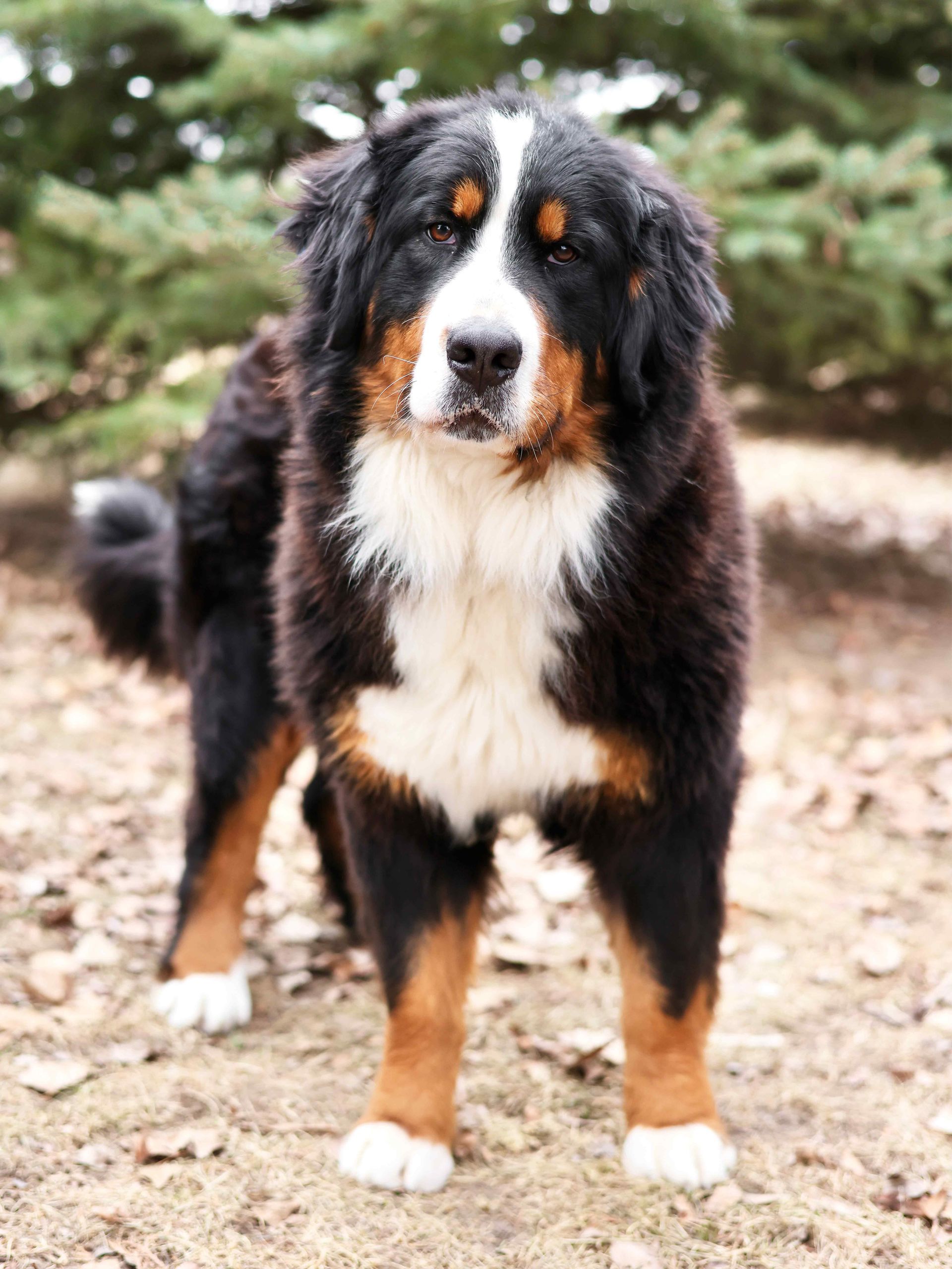 Bernese Mountain Dog Mother Outside