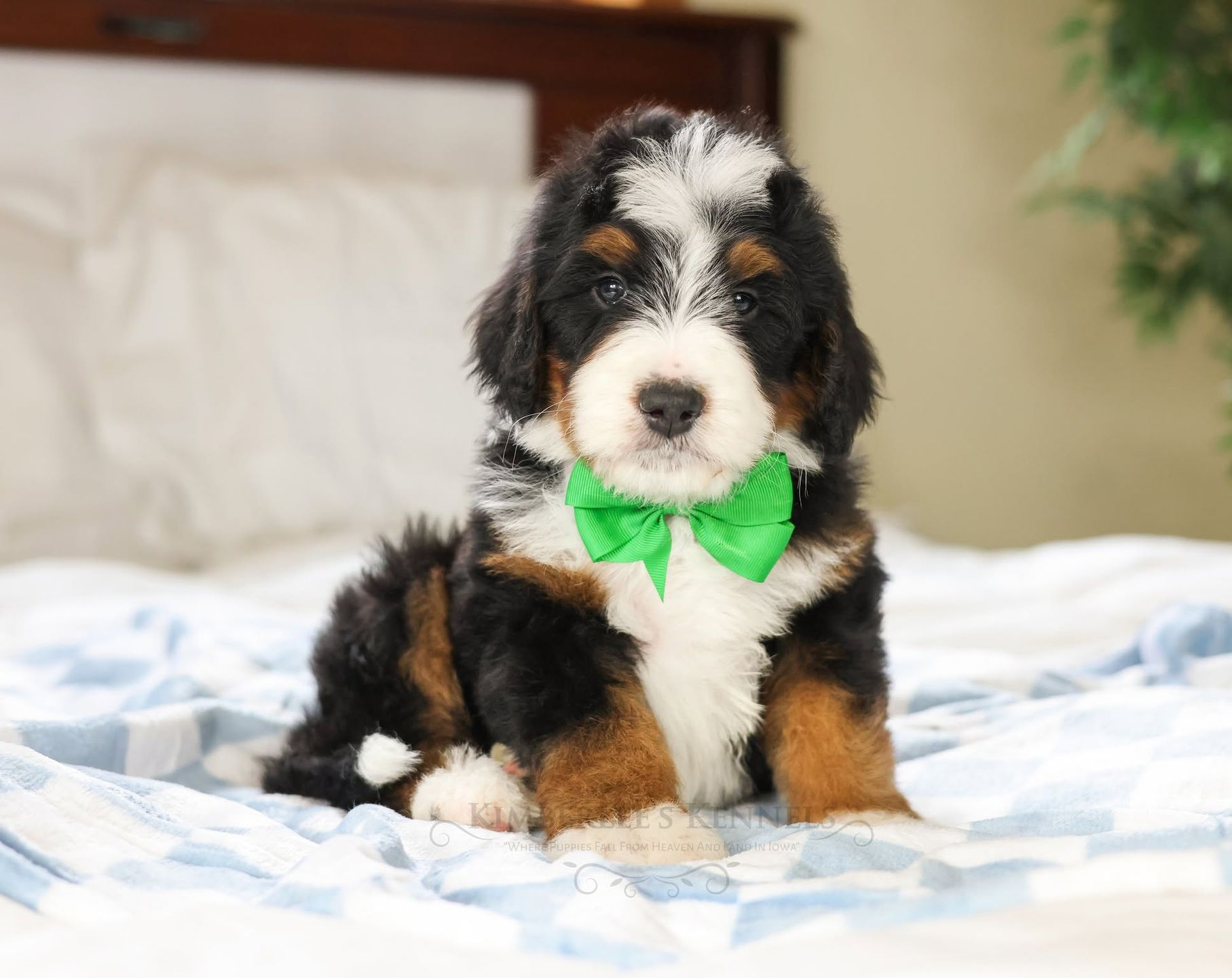 Standard Bernedoodle Puppy