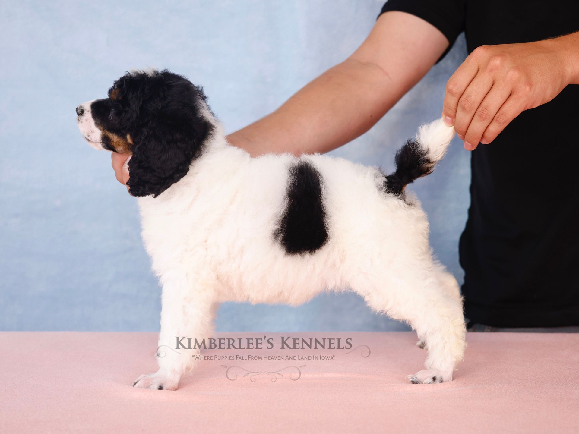Stacked puppy portrait standard AKC poodle