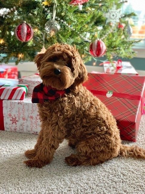 Goldendoodle puppy sitting in front of the Christmas Tree