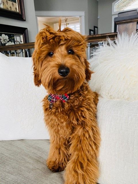 Goldendoodle puppy cuddling on a white couch