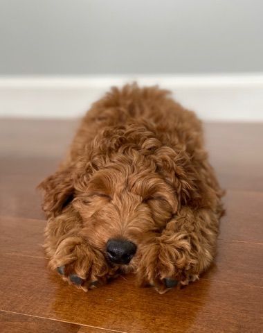 Goldendoodle puppy with a curly coat laying on a carpet
