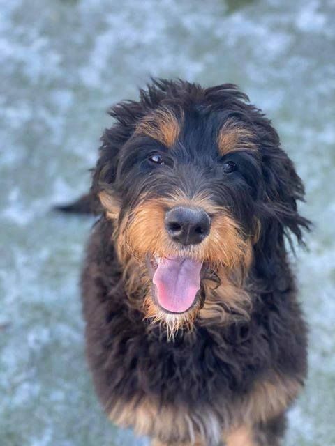 bernedoodle with black and brown playing outside