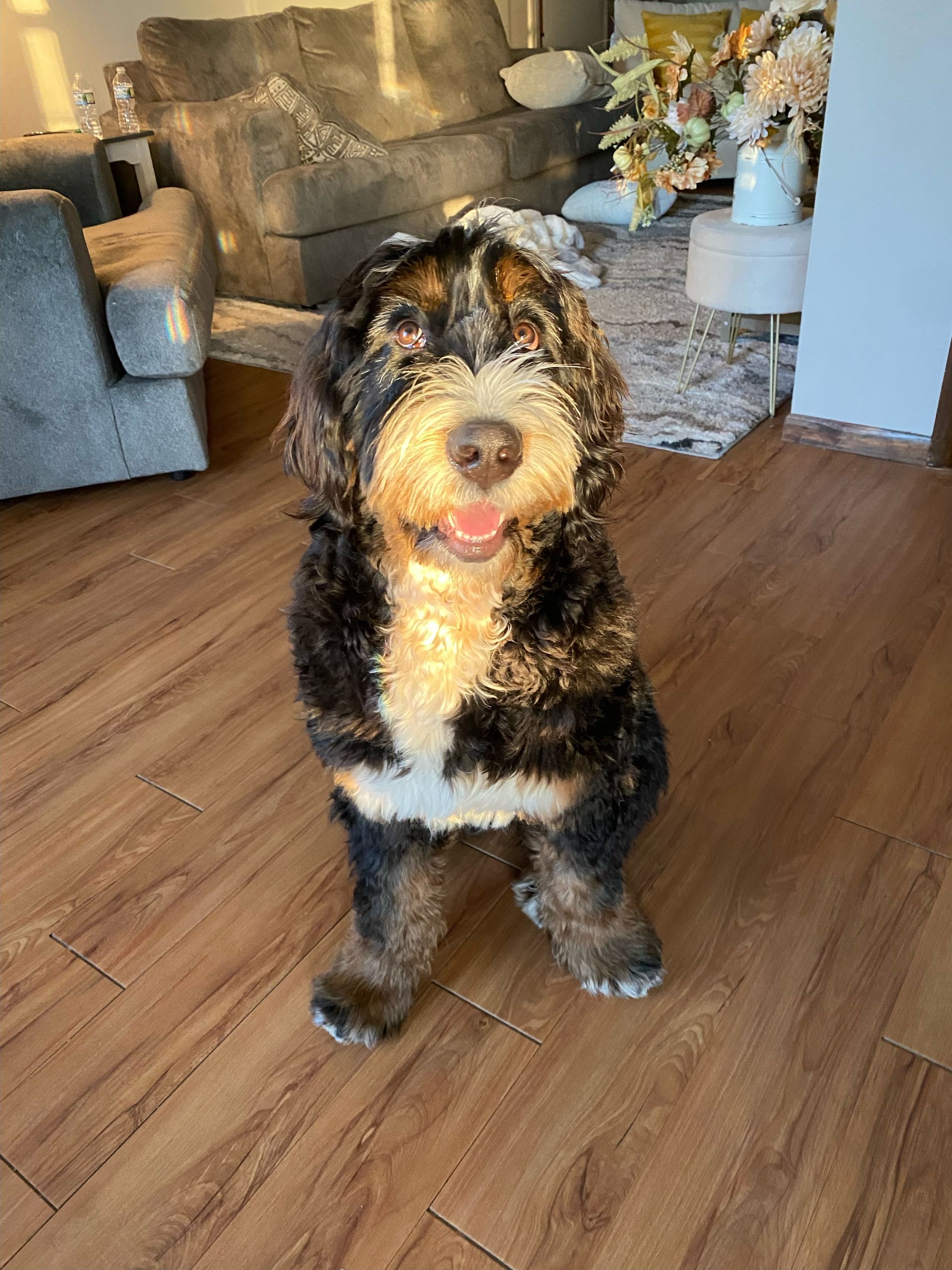 standard bernedoodle dog sunbathing