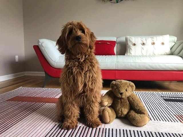 standard goldendoodle sitting with his teddy bear