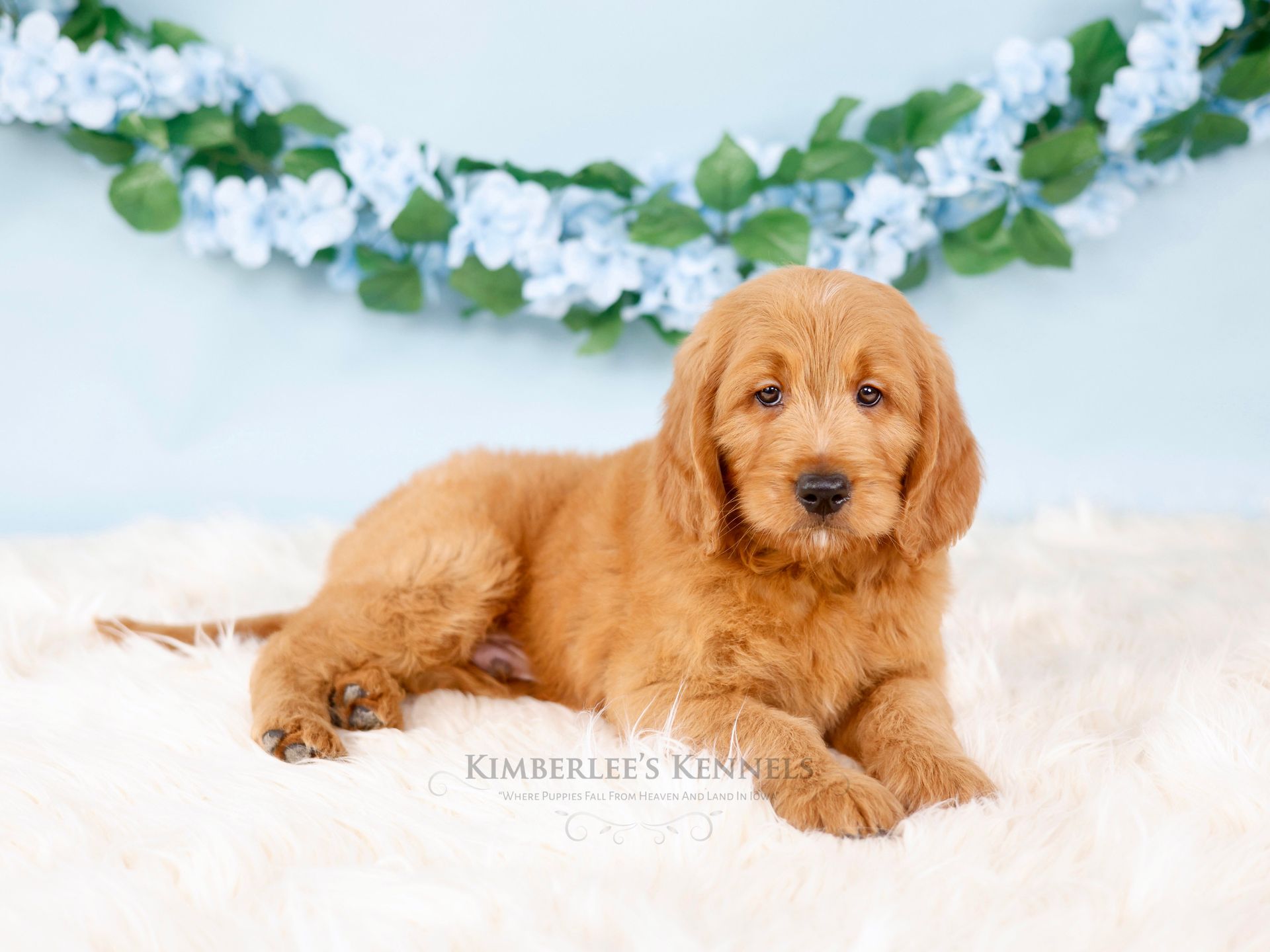 Eight week old standard goldendoodle puppy with blue floral background