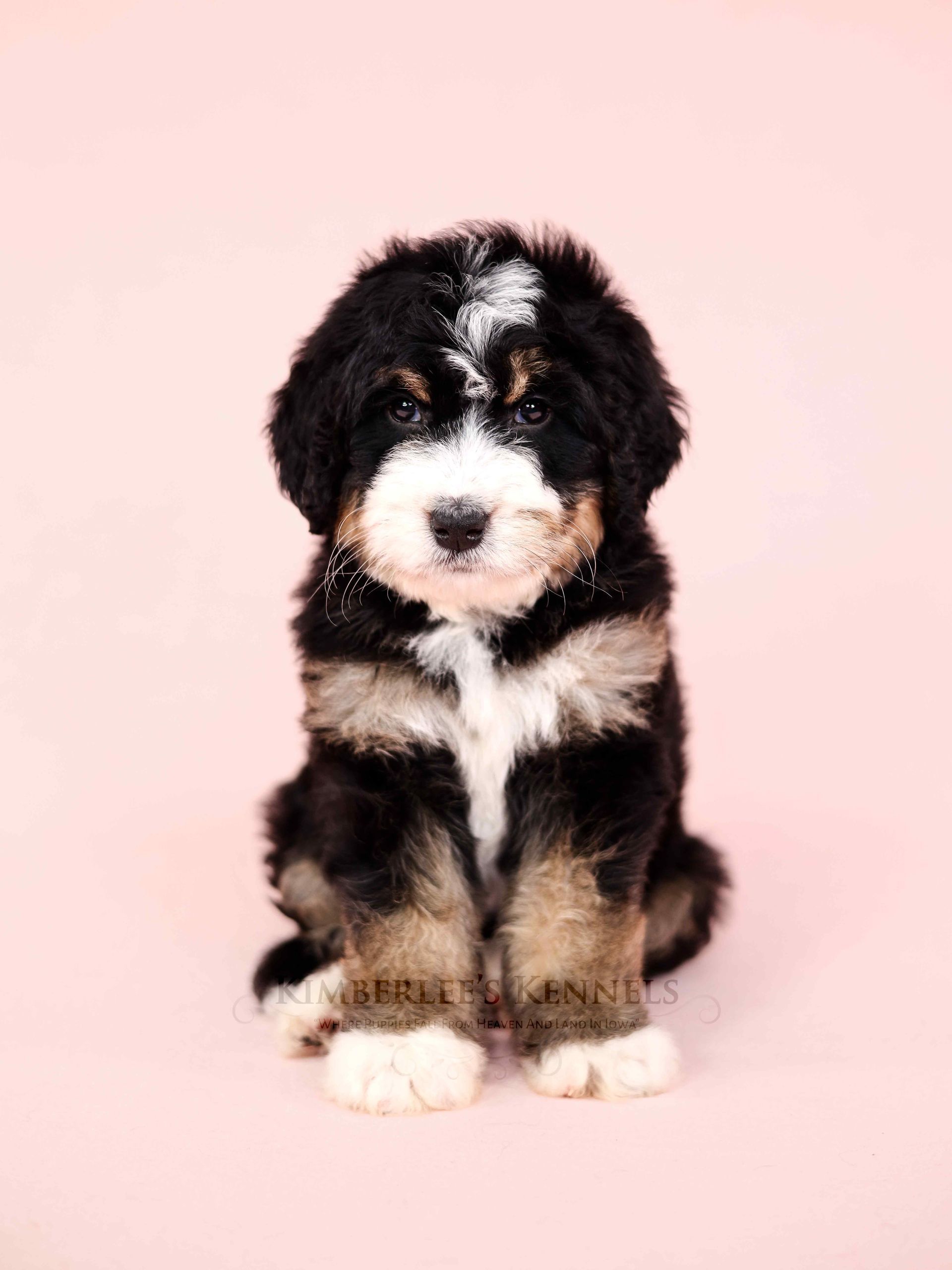three week old miniature bernedoodle puppy sitting in front of a pink background