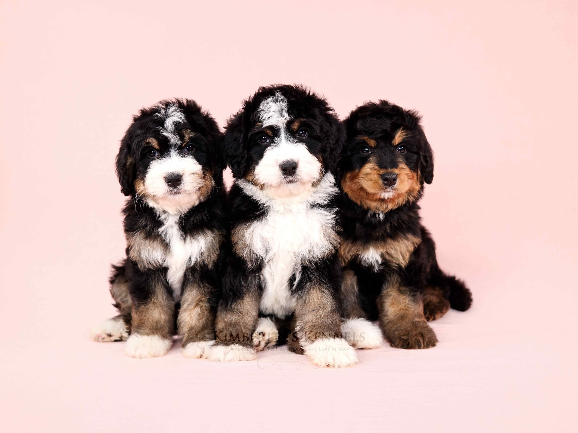 Three five week old standard bernedoodle puppies sitting together with a pink background