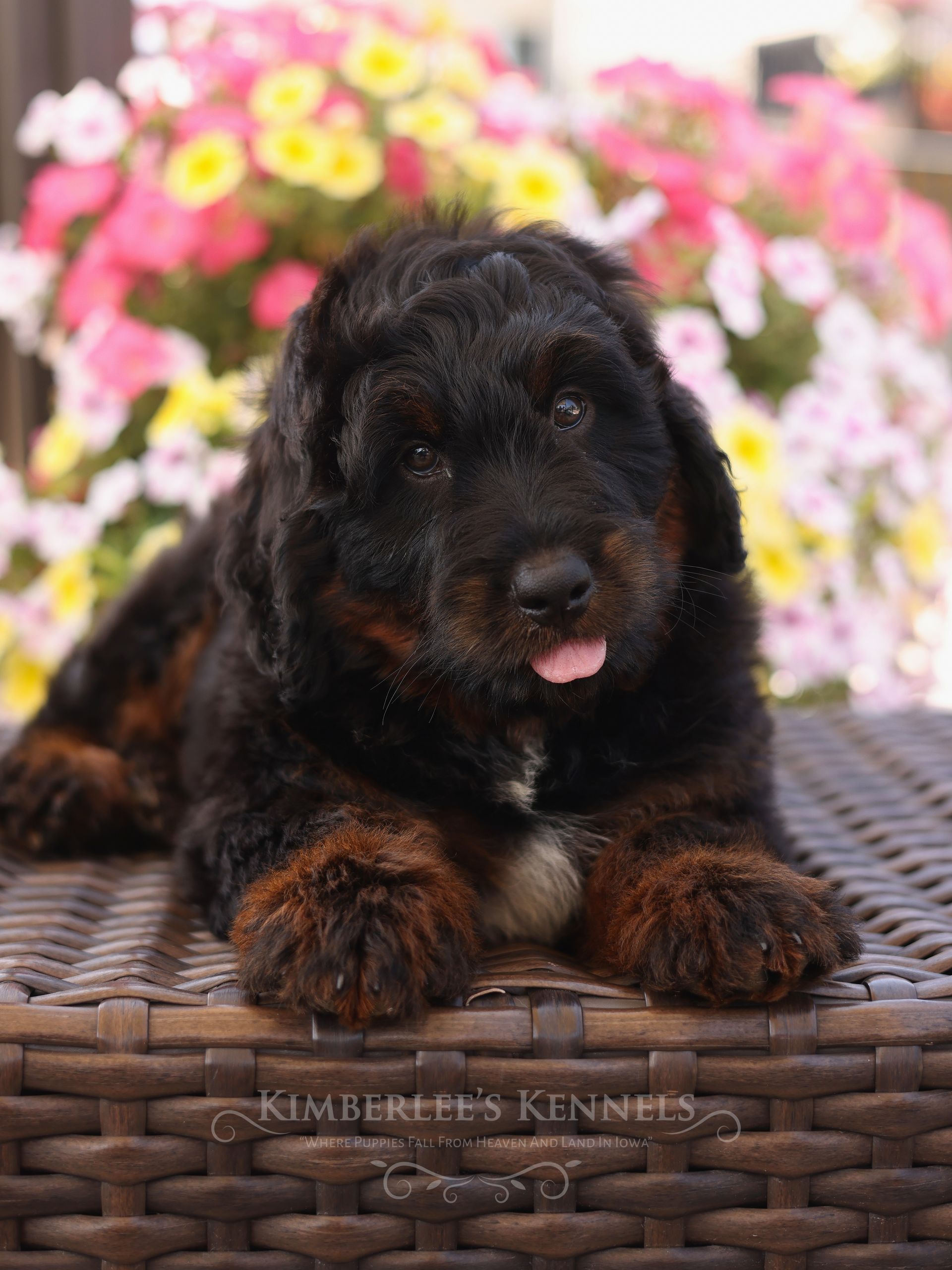 Miniature Bernedoodle puppy, bernedoodle breeder
