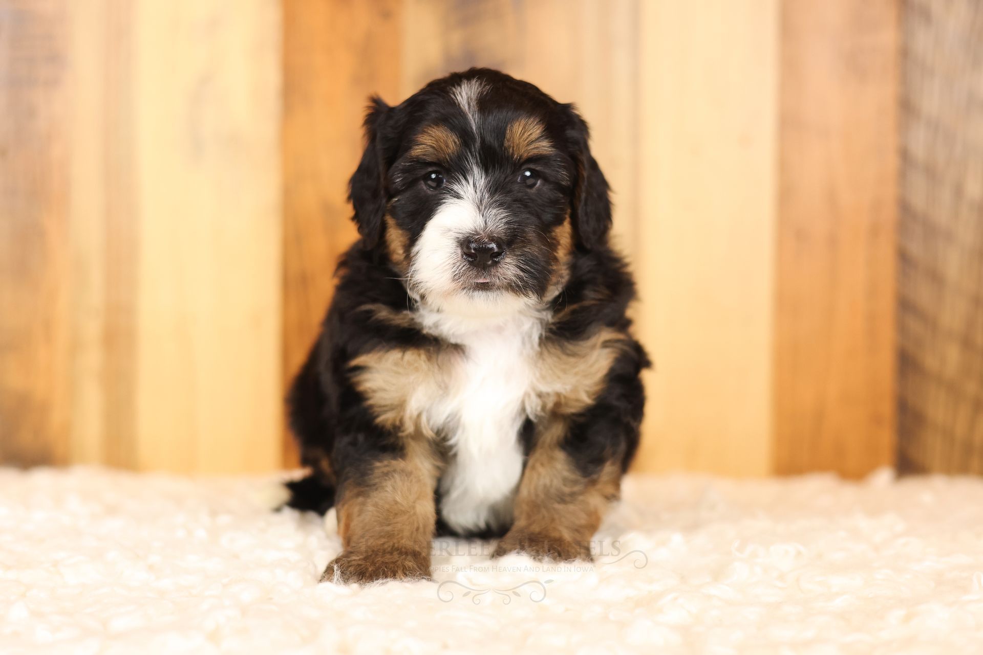 five week old bernedoodle puppy with unique tricolor markings in front of a wooden wall