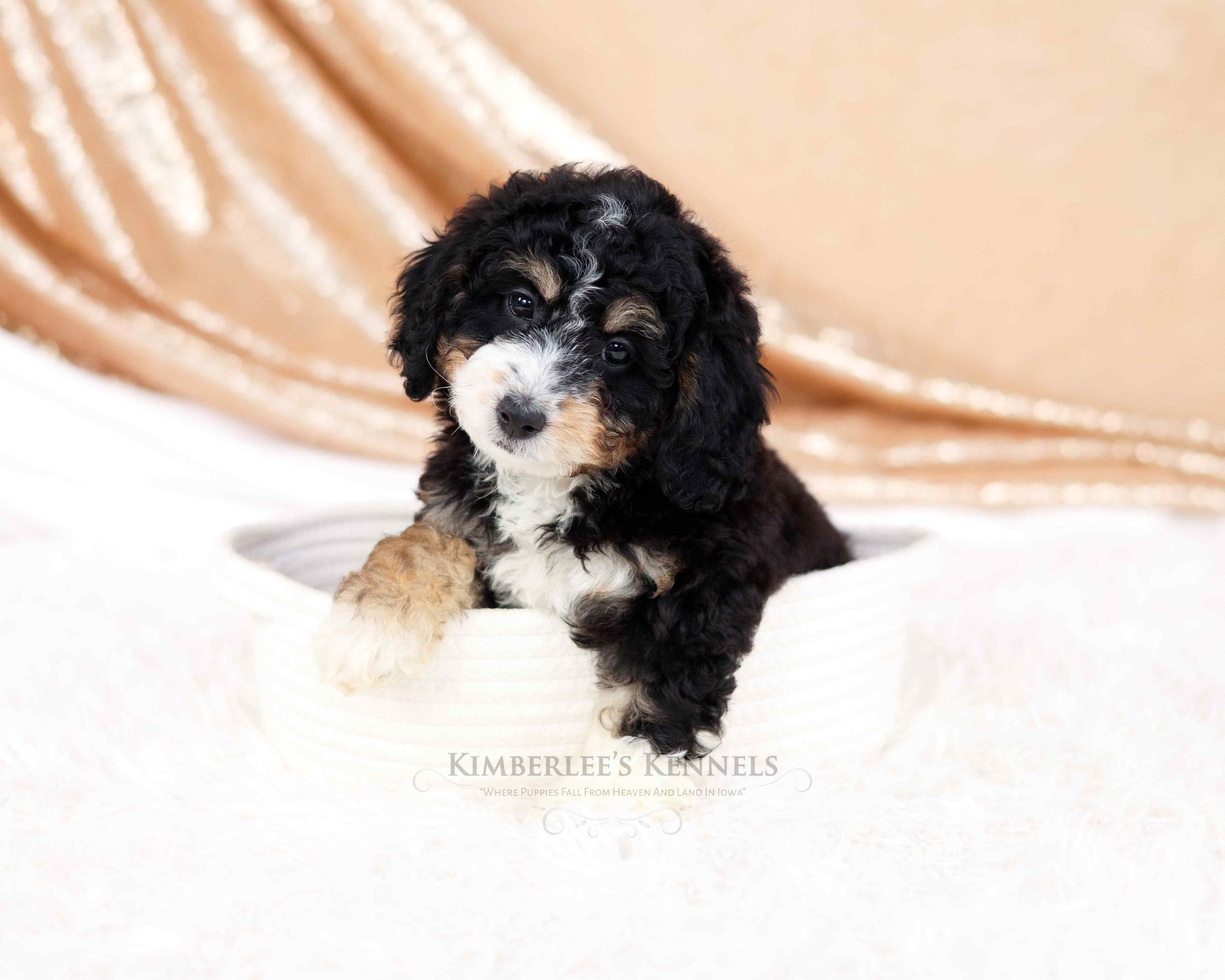five week old tricolor mini bernedoodle laying in a white basket