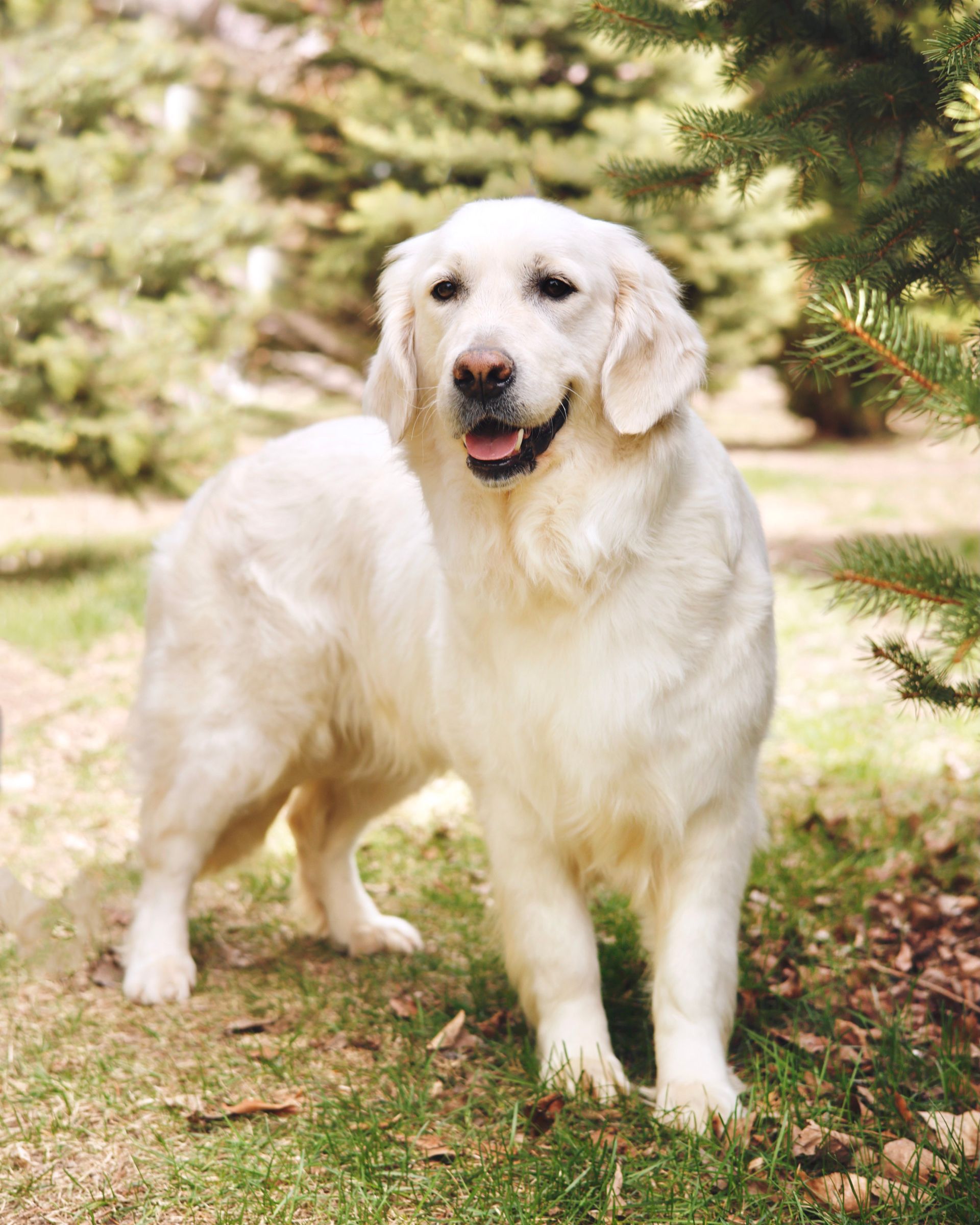 Adult english cream retriever with white coat sitting in the pine trees