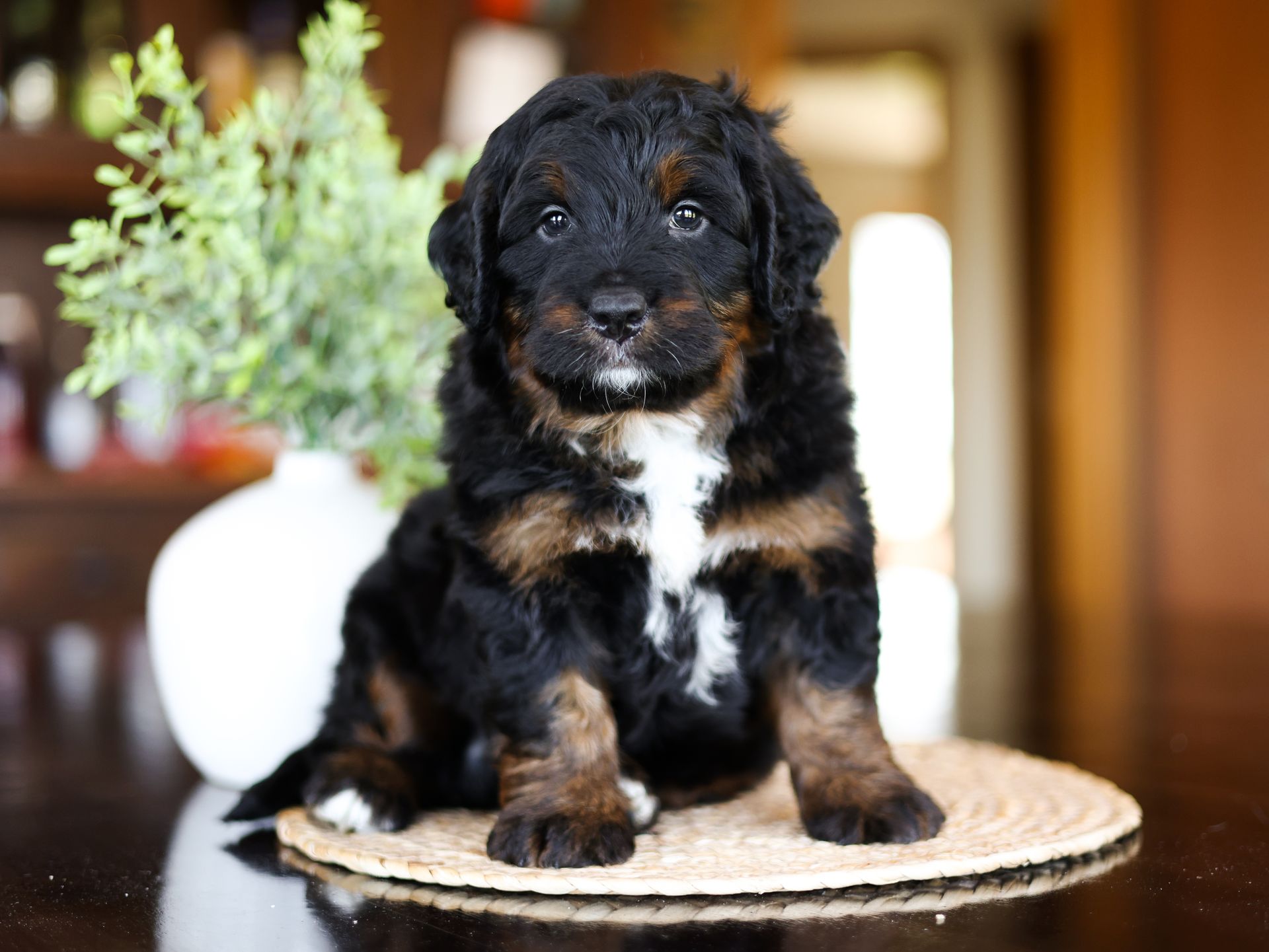 Mini Phantom bernedoodle puppy sitting inside