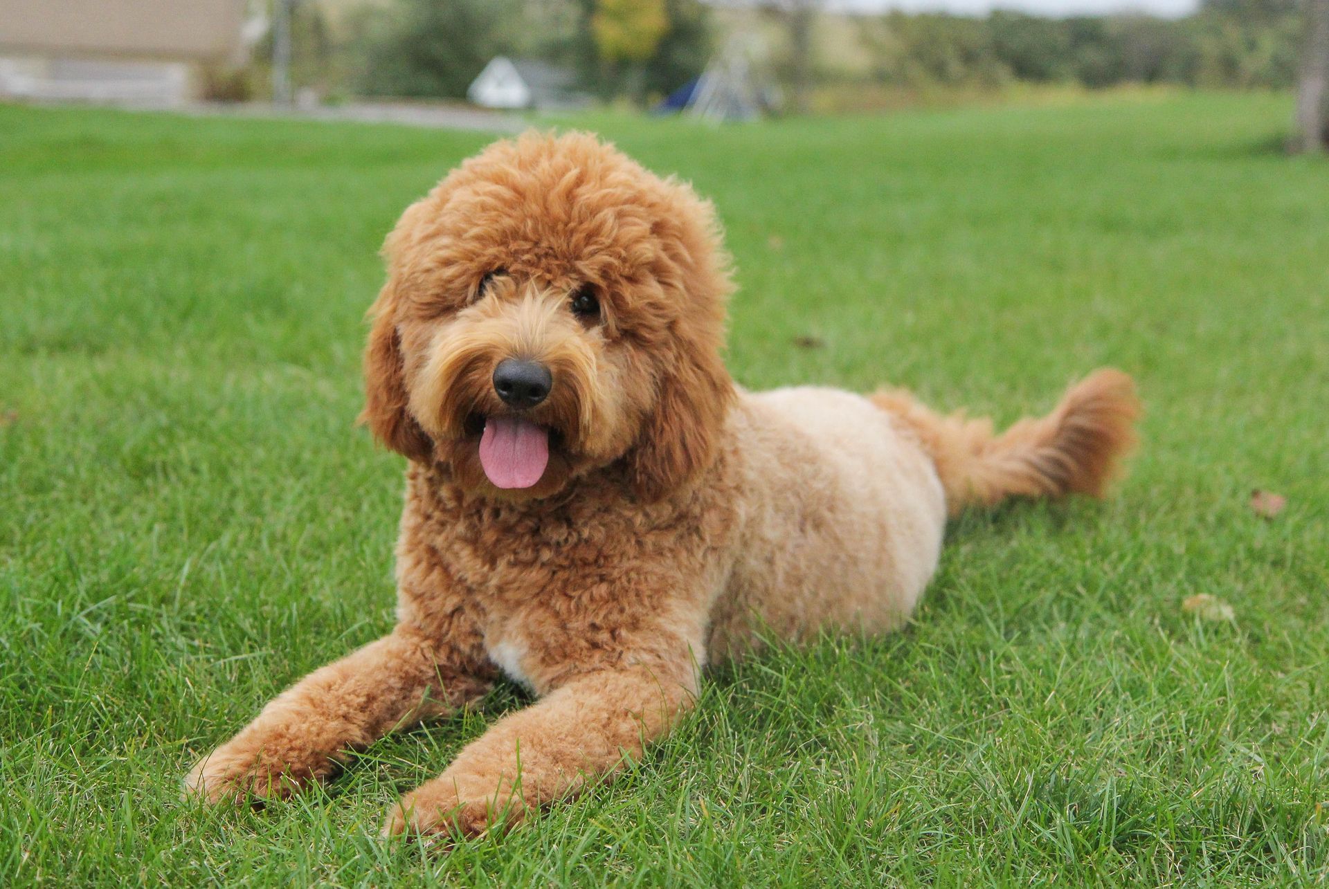 Fluffy miniature goldendoodle laying in the grass