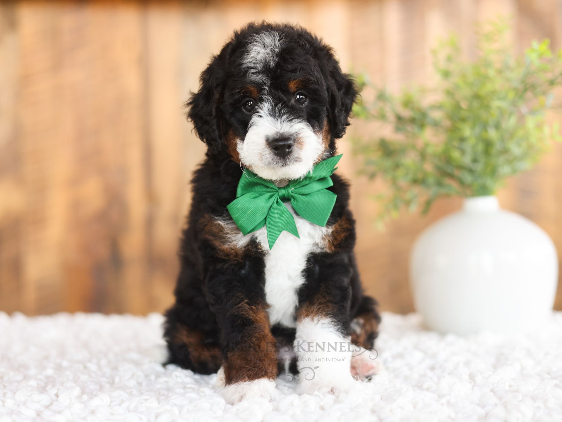 Tricolor Miniature F1b boy Bernedoodle puppy sitting in house at Kimberlees Kennels.