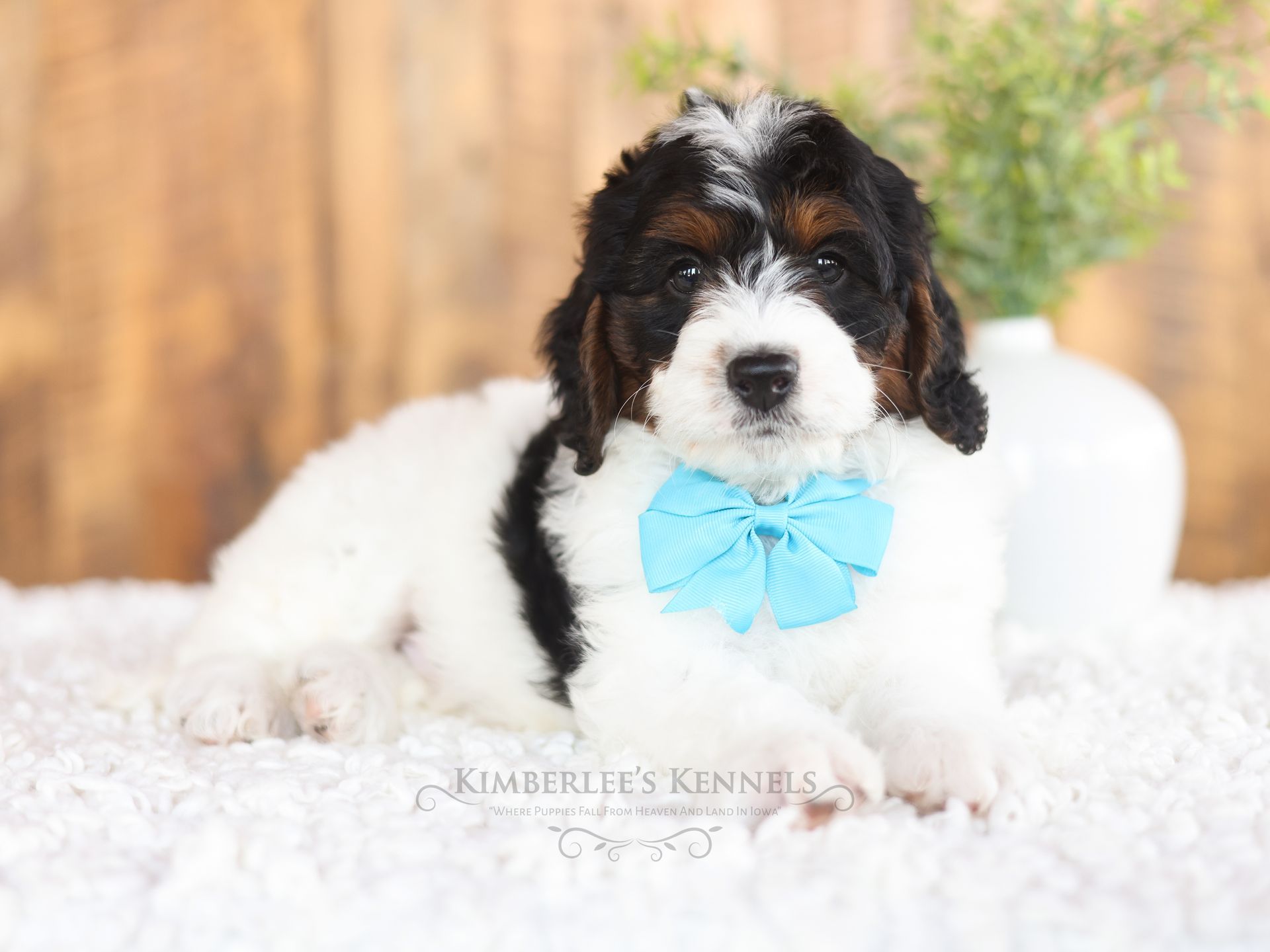 Tricolor Miniature F1b boy Bernedoodle puppy sitting in house at Kimberlees Kennels.