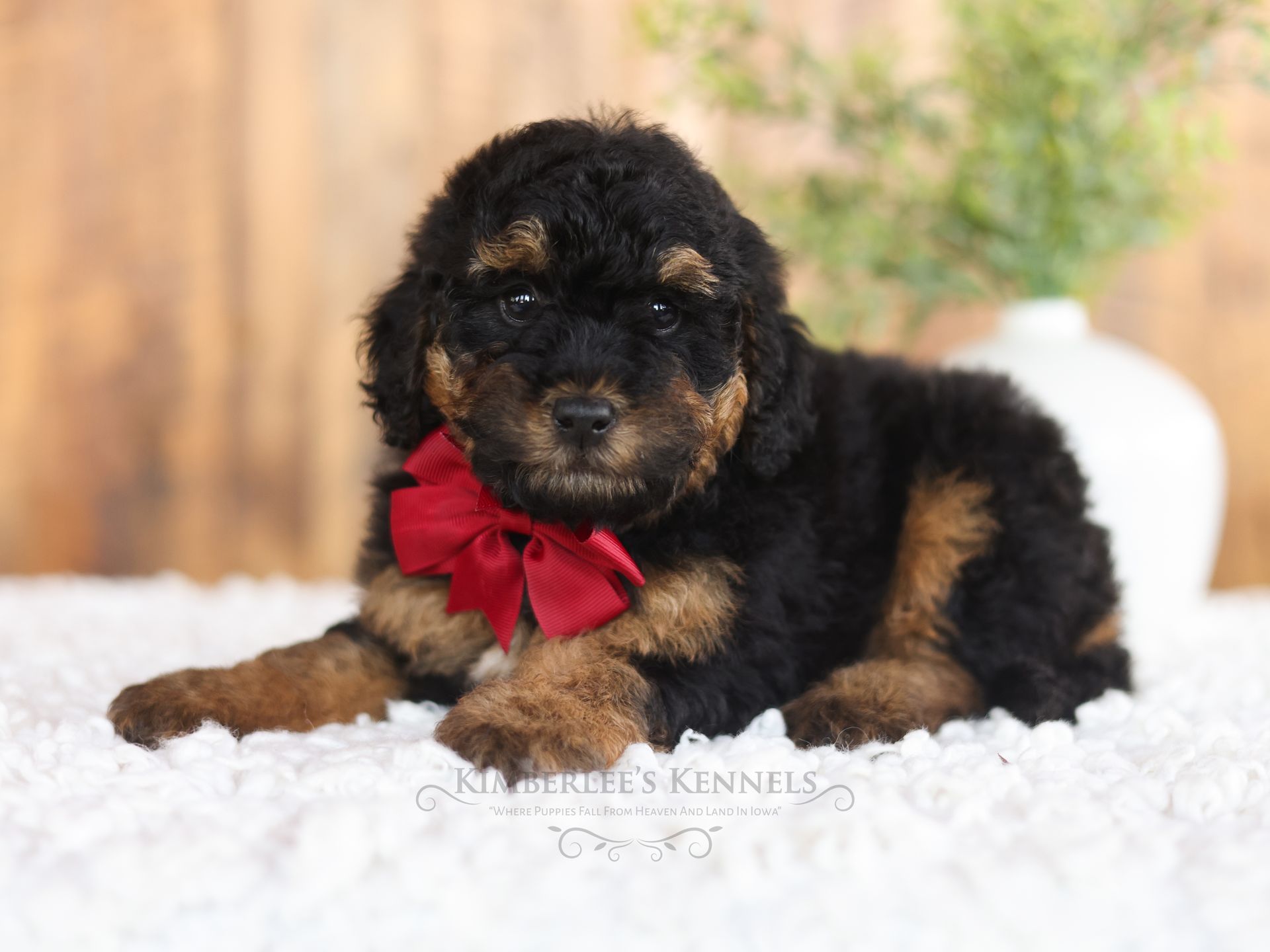 Tricolor Miniature F1b girl Bernedoodle puppy sitting in house at Kimberlees Kennels.