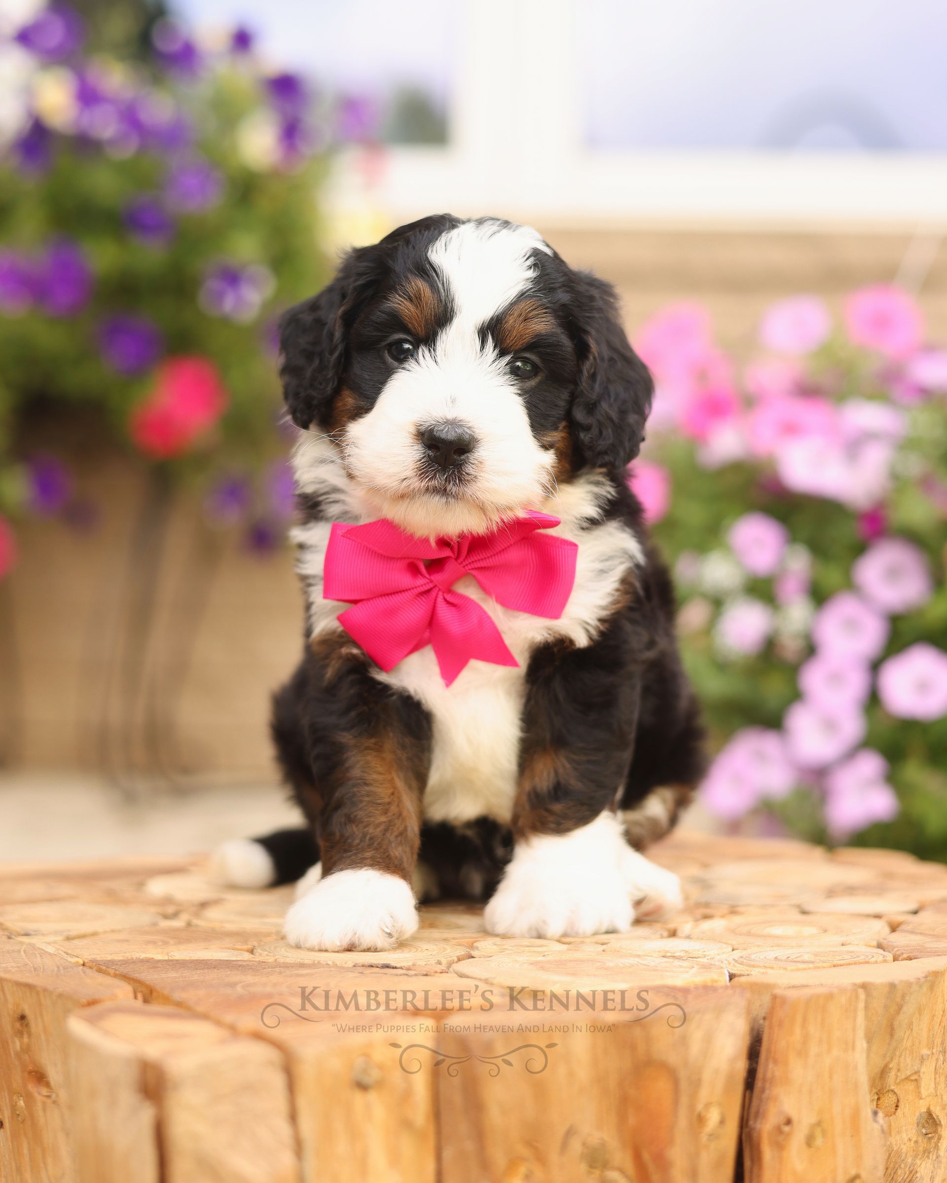 Miniature Bernedoodle Puppy