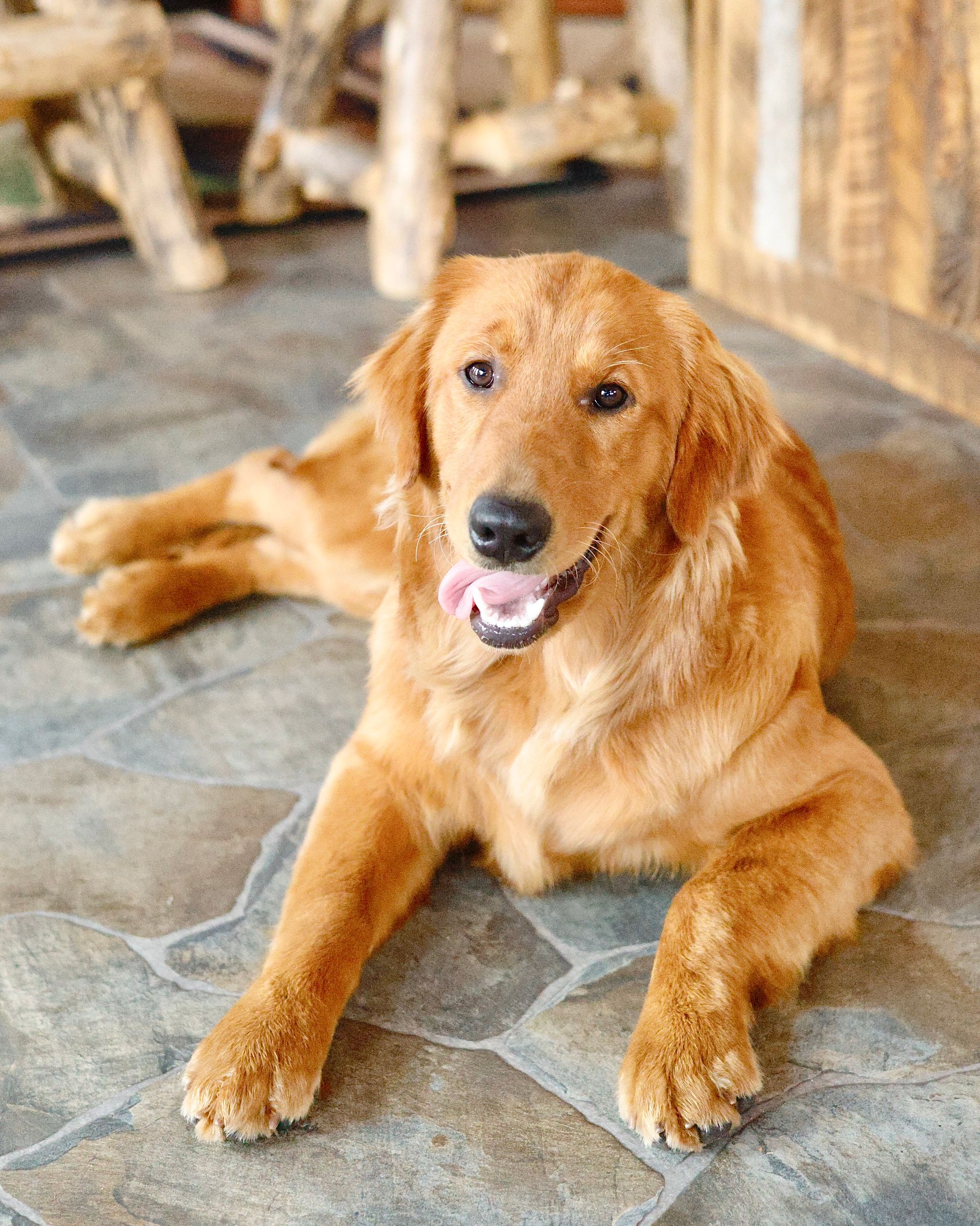 female golden retriever laying on the floor 