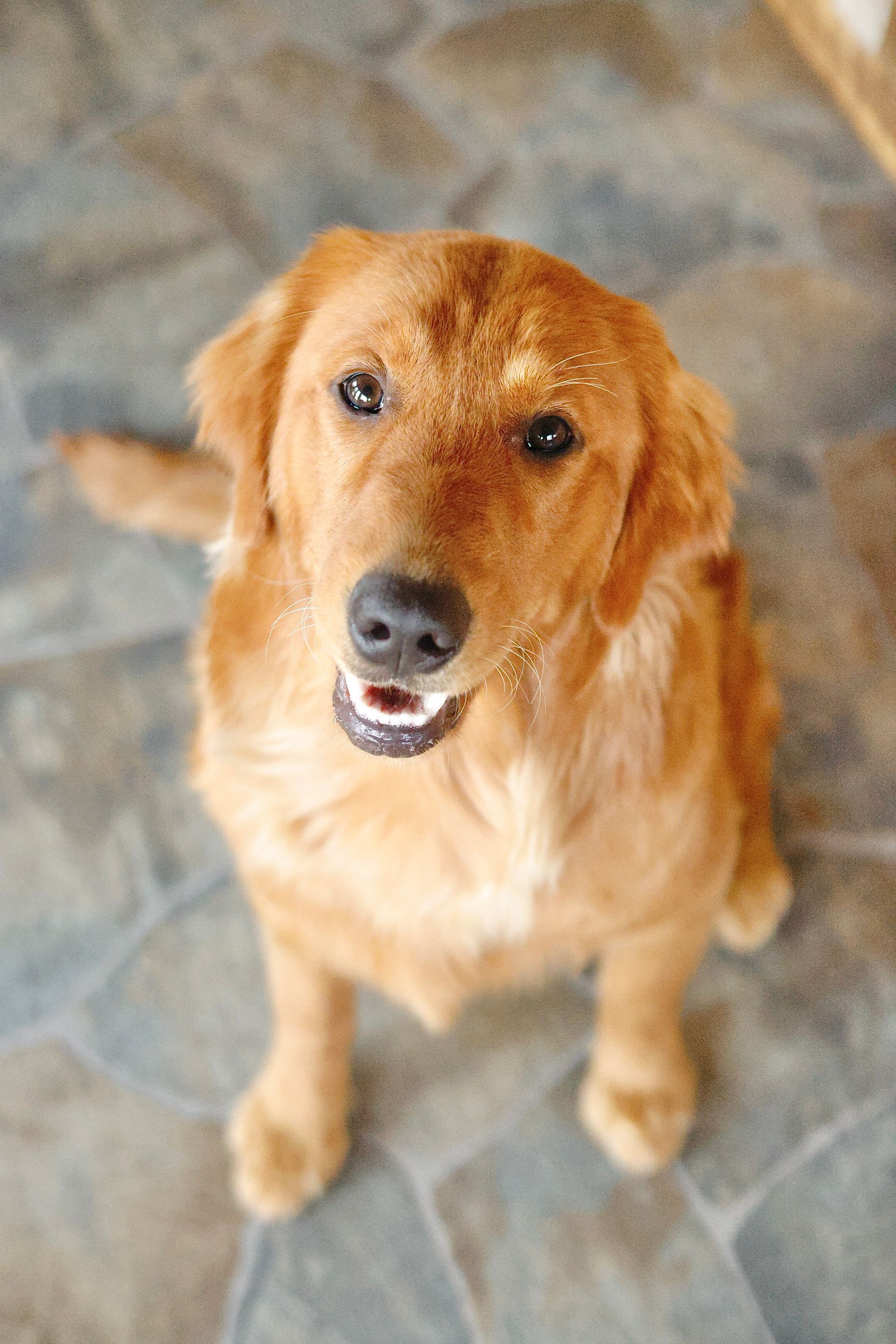 Adult female golden retriever sitting on a stone floor