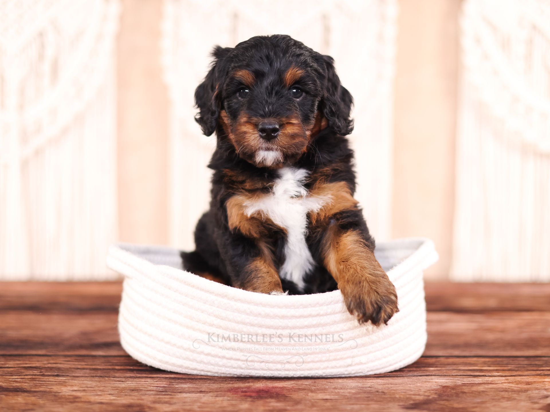 Black and brown 5 week old bernedoodle puppy with crochet background