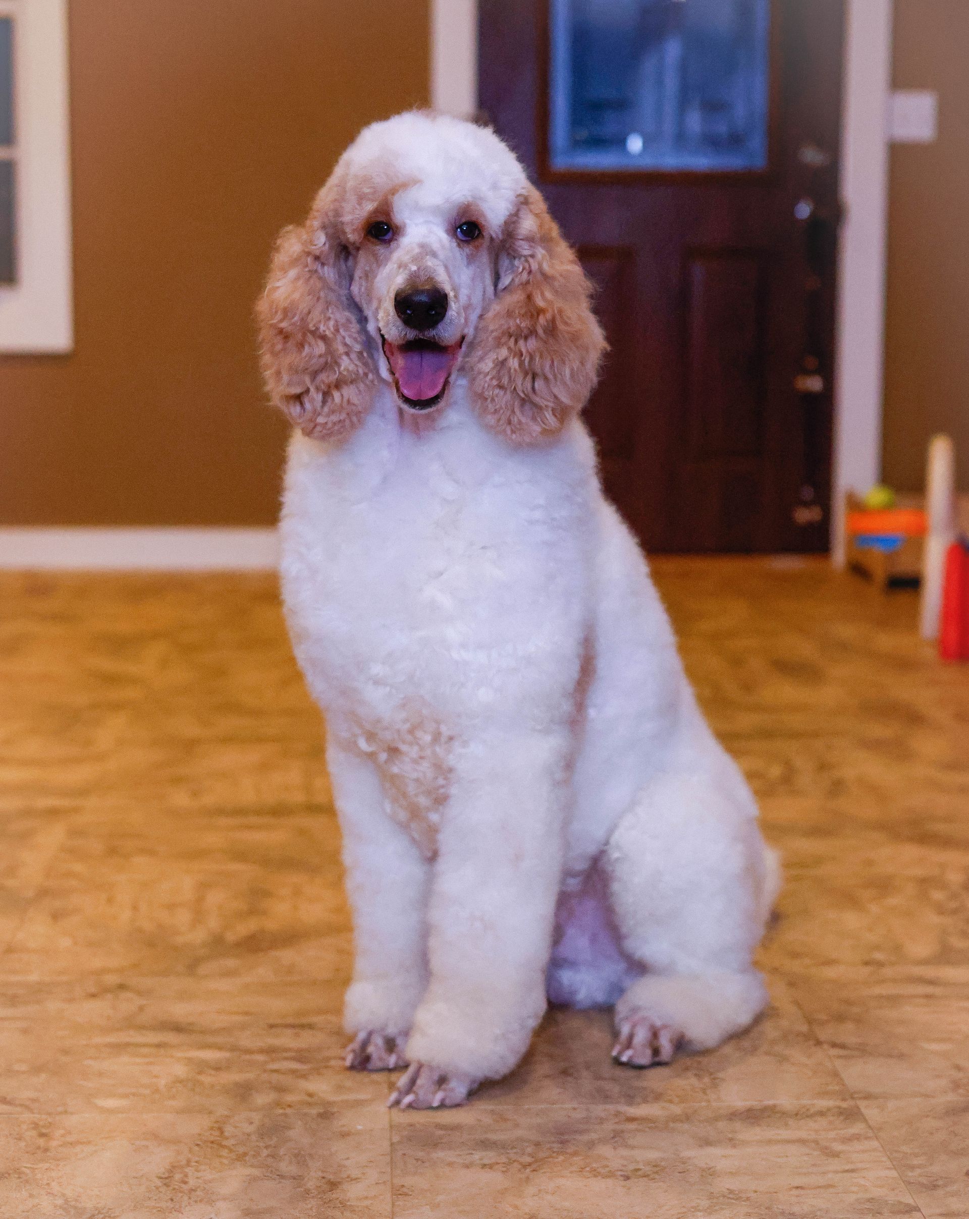 standard cream poodle