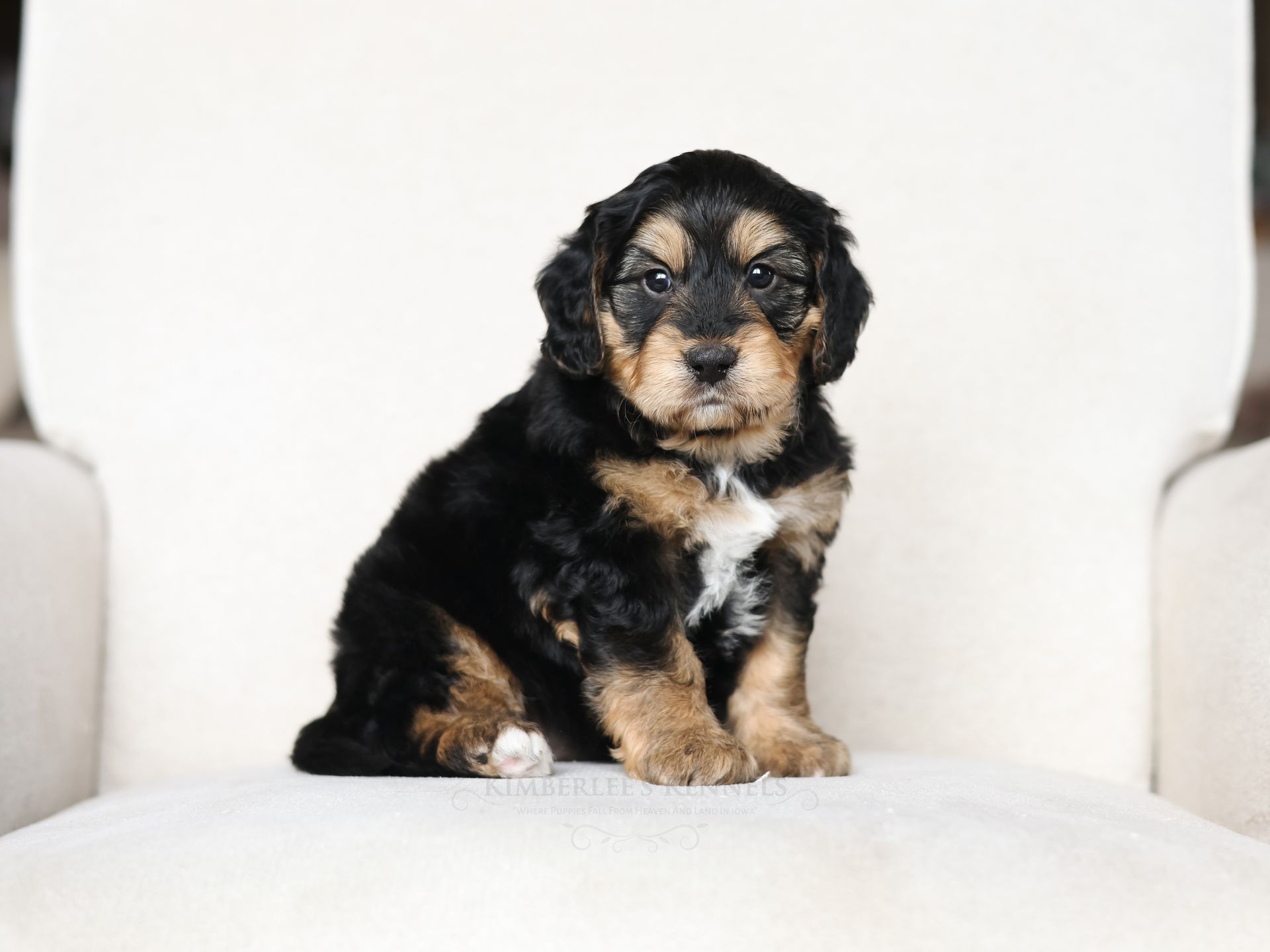 Therapy dog puppies