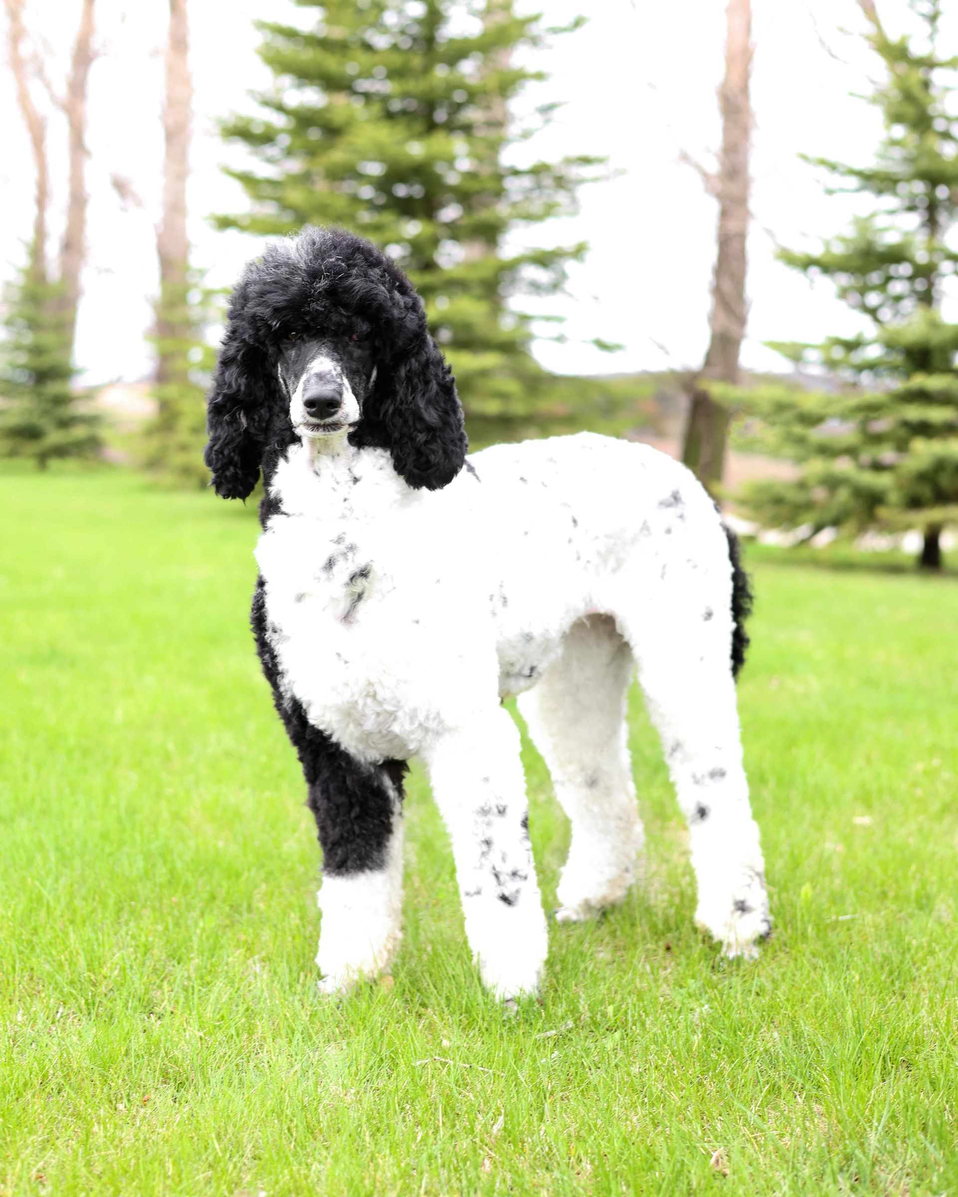 Standard black and white poodle outdoors