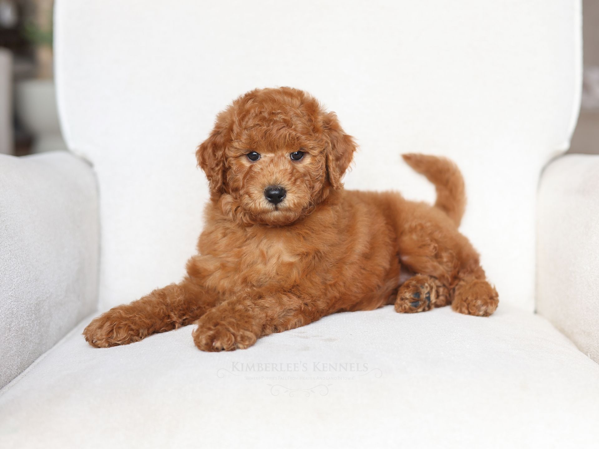 five week old goldendoodle laying in a white chair